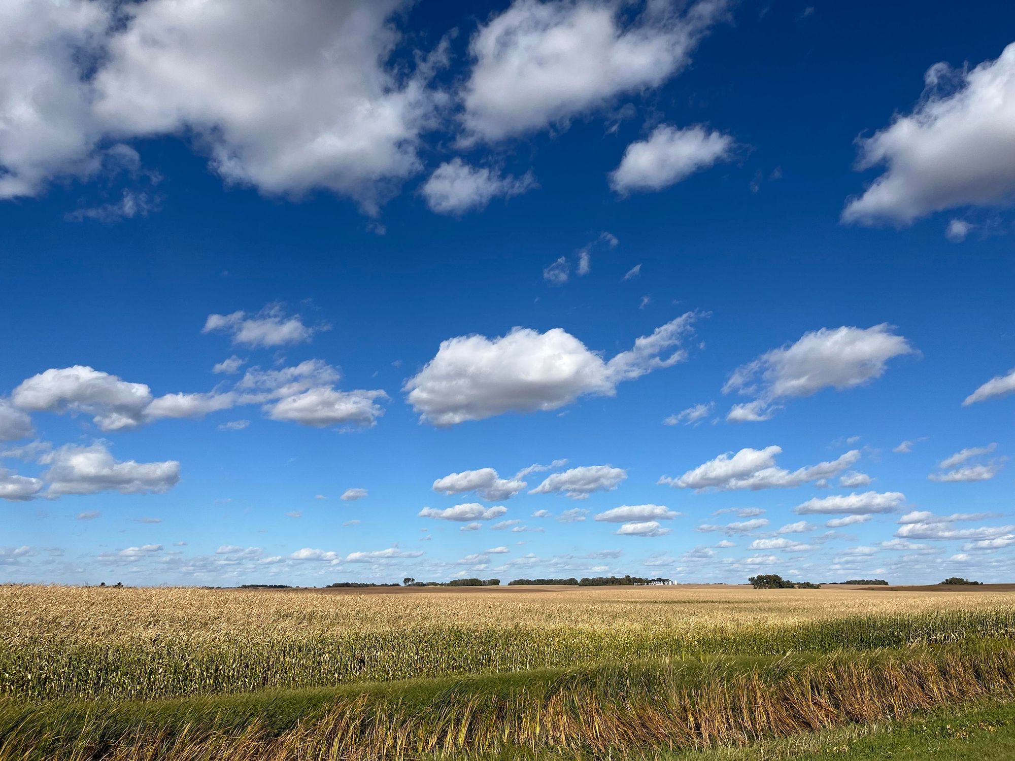 A thick yellow corn field below an electric-blue sky filled with small evenly-spaced fluffy white clouds.