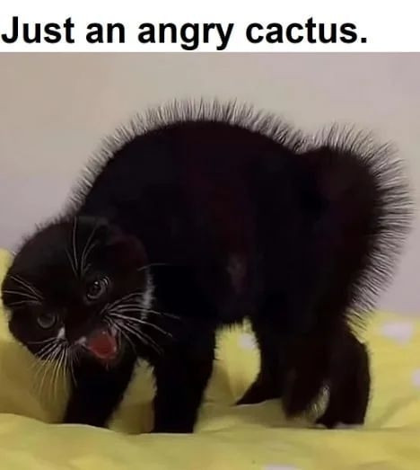 A black kitten with its fur raised, hissing and arching its back. The photo is captioned “Just an angry cactus.”