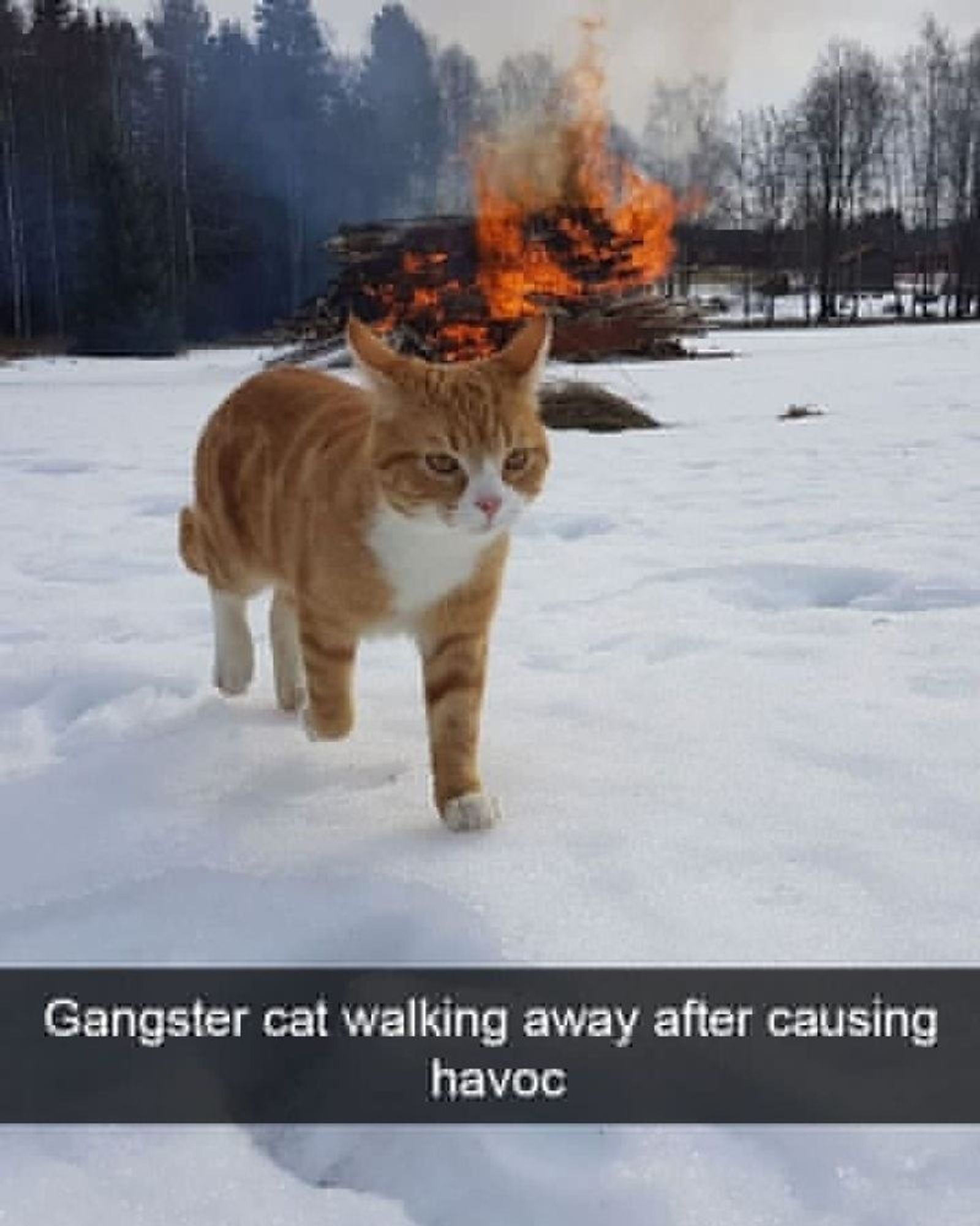 A cat is walking diagonally towards the viewer. A burning structure is in the background. The photo is captioned “Gangster-cat walking away after causing havoc.”