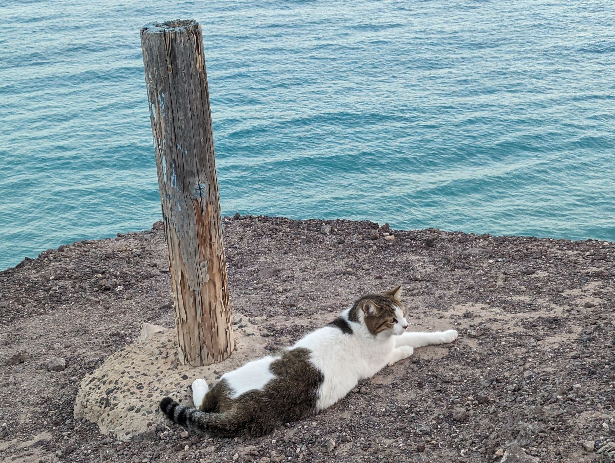 Im Hintergrund sieht man grün-türkises Meer. Im Vordergrund liegt eine weiß-graue Katze auf einem Felsvorsprung neben einem Holzpfahl