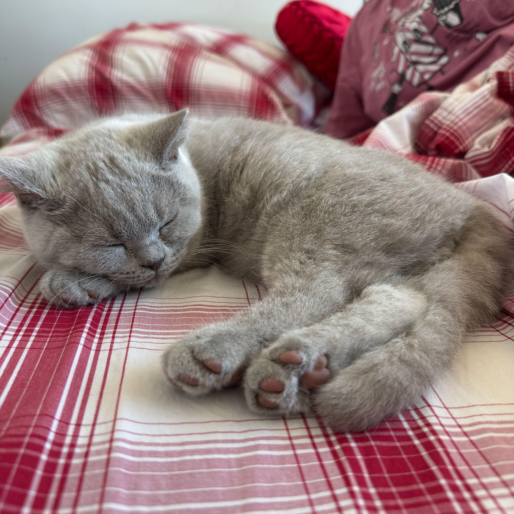 Lotty in her post-bath nap!