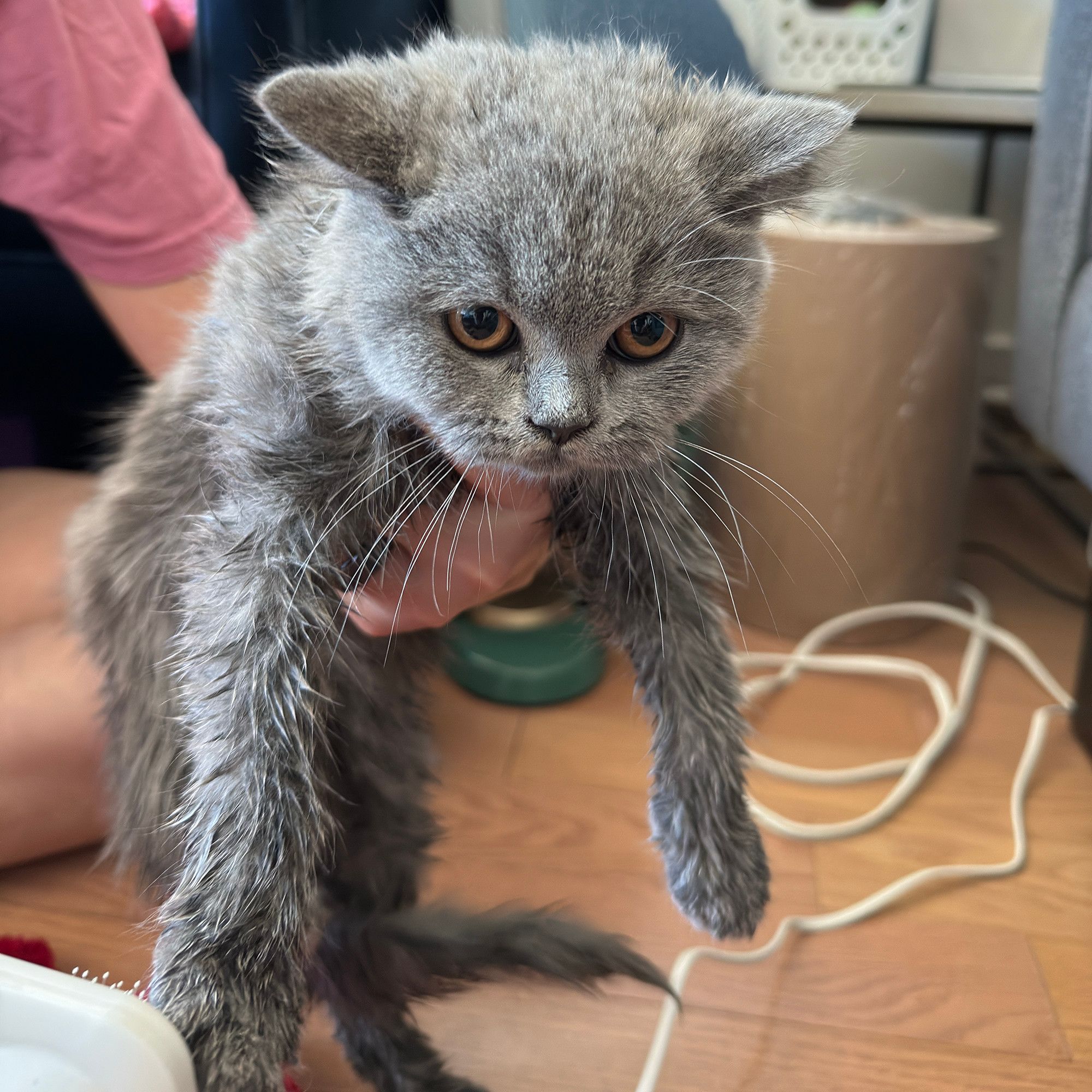 Percy. Wet from the bath!