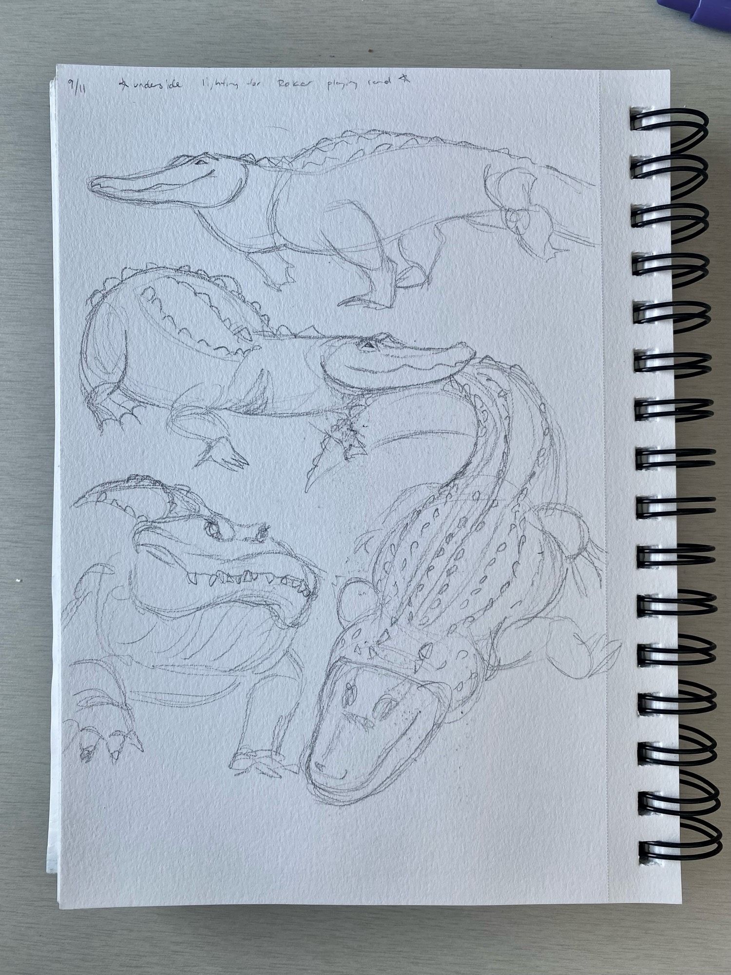 pencil drawings of alligators