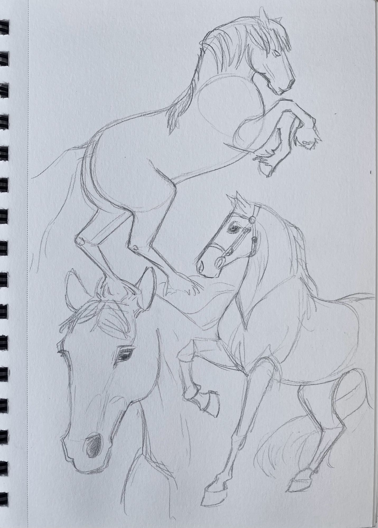 pencil drawings of horses