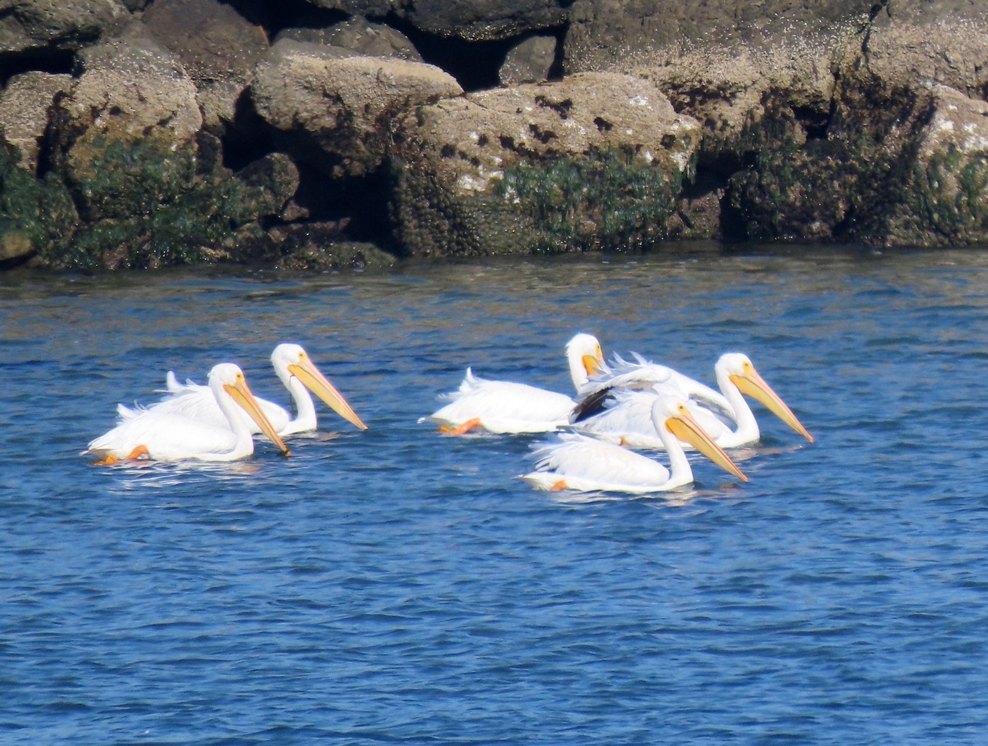 Zoomed image with distant group of large white pelicans floating on bay, with large rocks along waters edge beyond them.