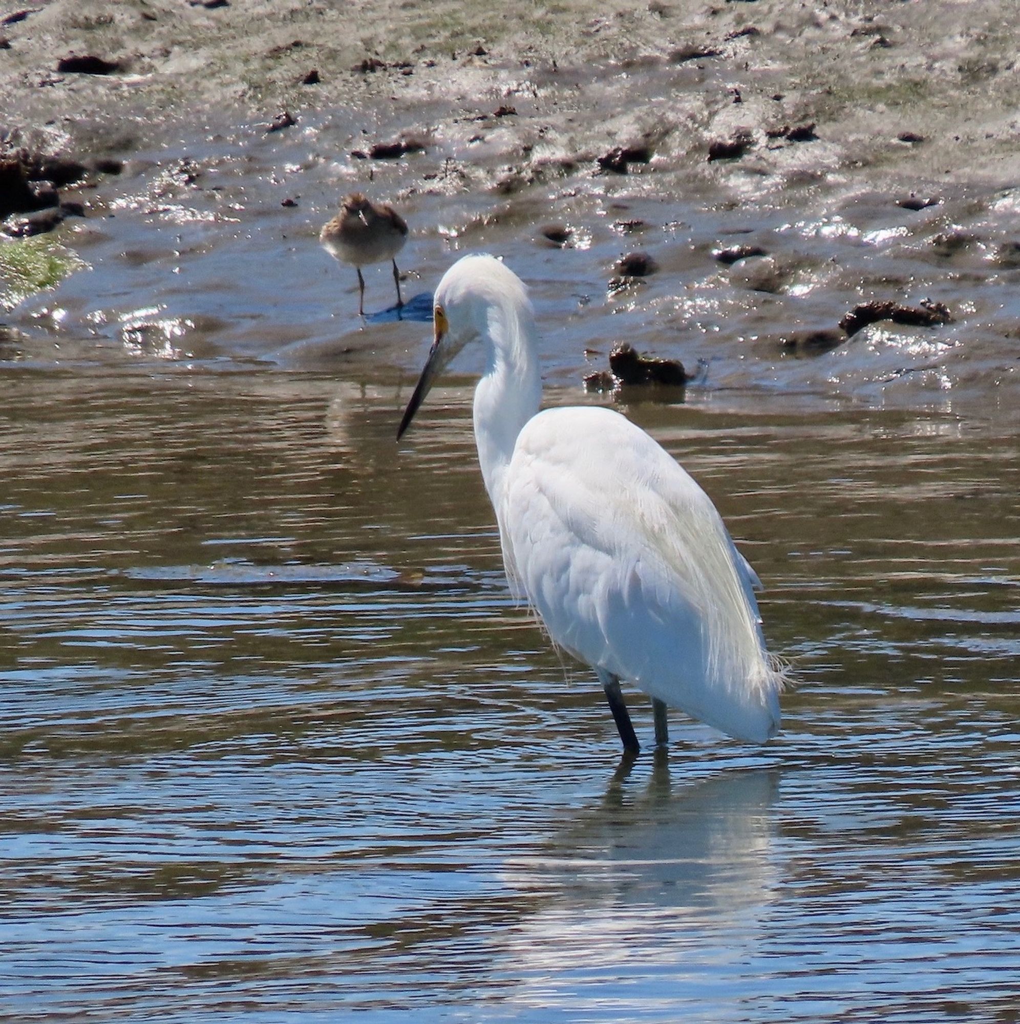 Large white egret wades in water near muddy shore, while small sandpiper watches from water's edge.