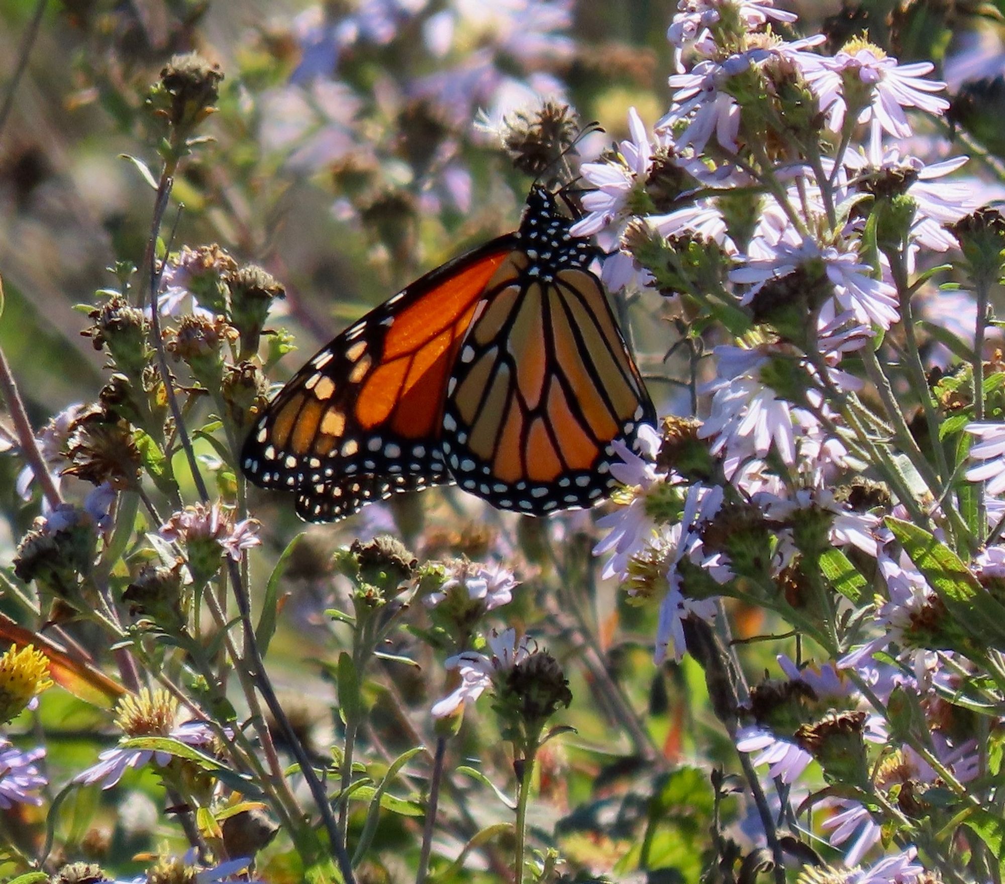 Another large orange, black and white butterfly nectaring on pink with yellow daisy-like flower. They are surrounded by a large field of that flower blooming and drying up.