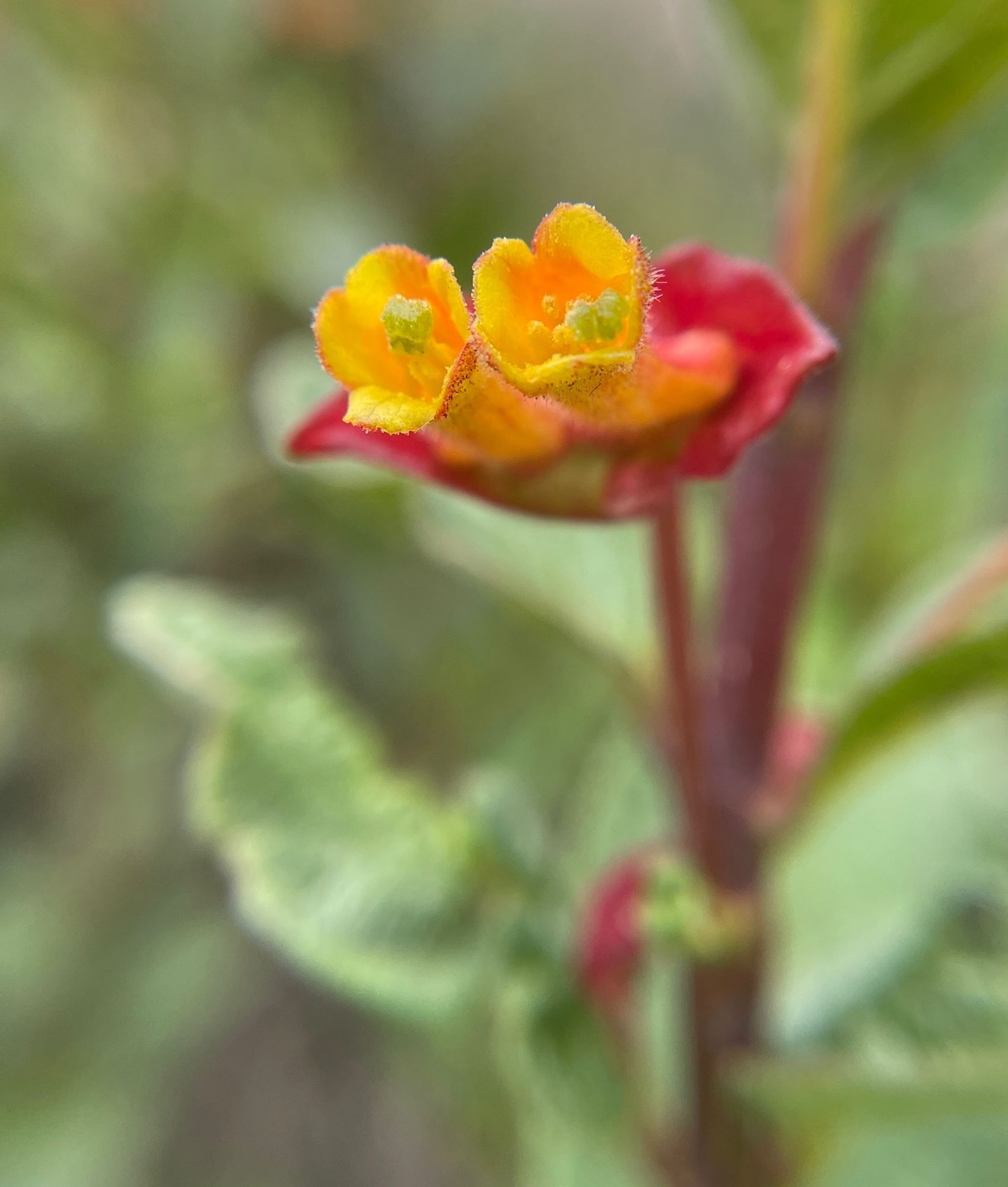 Macro of two tiny tubular golden-yellow flowers close to each other with red bracts behind them, and their blurred green bush in background.