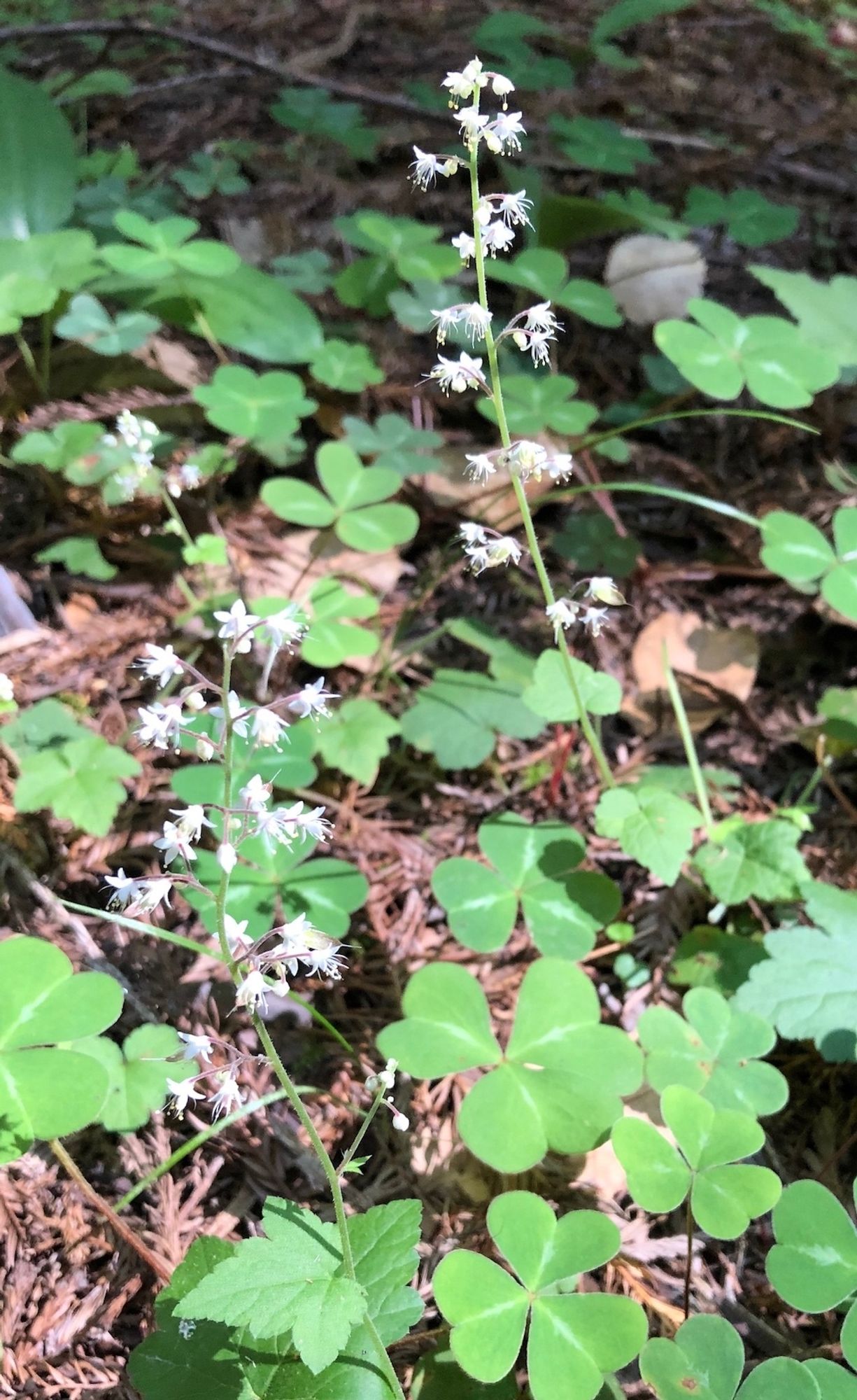 Broader view of two spikes of same species blooming, as well as single maple-shaped leaves down their stems.