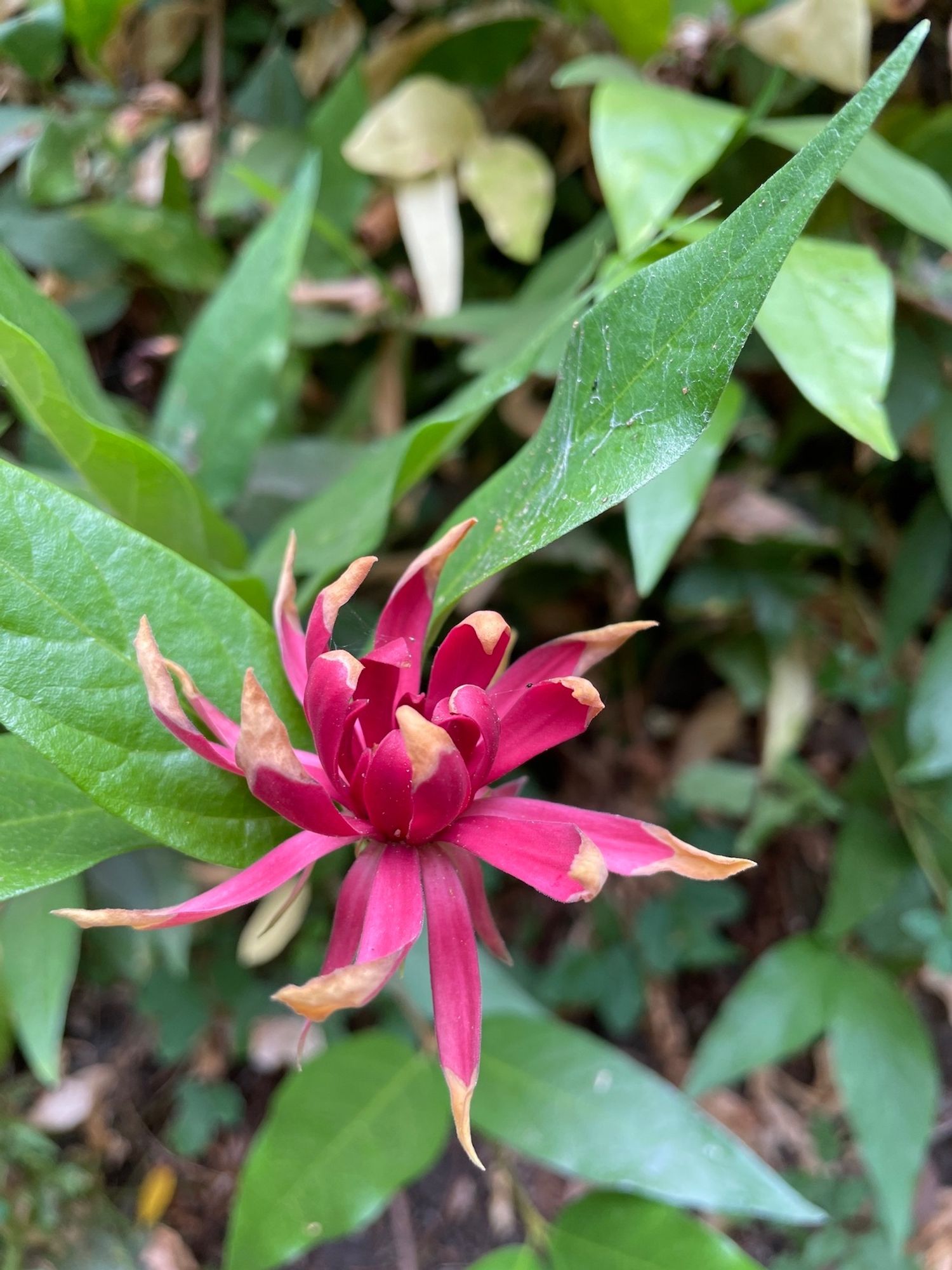 Another bloom beginning to dry and brown at tips of flower, with dark green leaves of same bush in background.