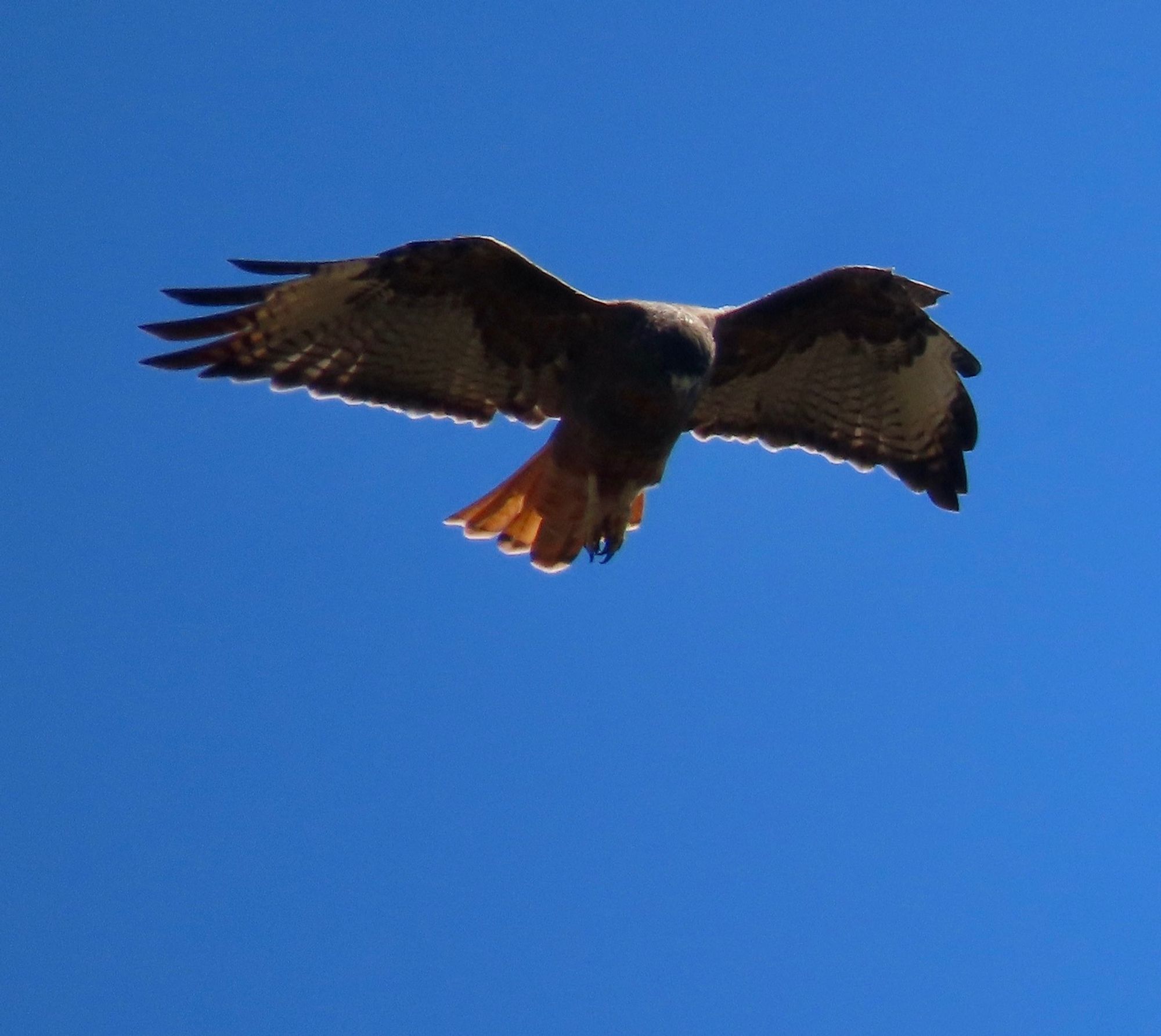 Large backlit hawk with wings outstretched surrounded by blue sky.