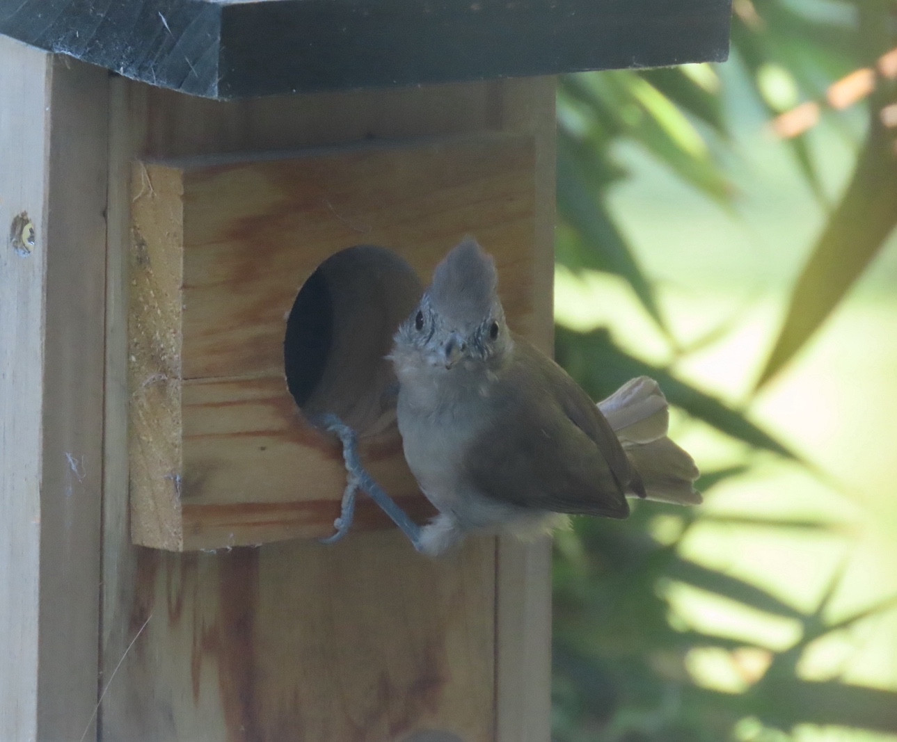 Same species hanging on to entry hole of a wooden bluebird box, looking directly at camera. Species is Oak Titmouse/Baeolophus inornatus.