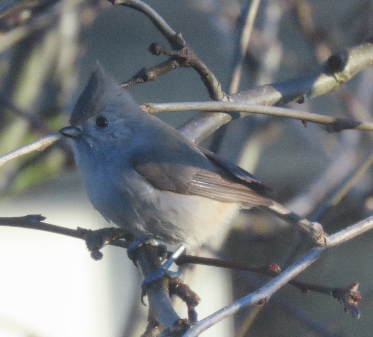 Close-up of another small gray bird with crest perched on and among leafless branches.