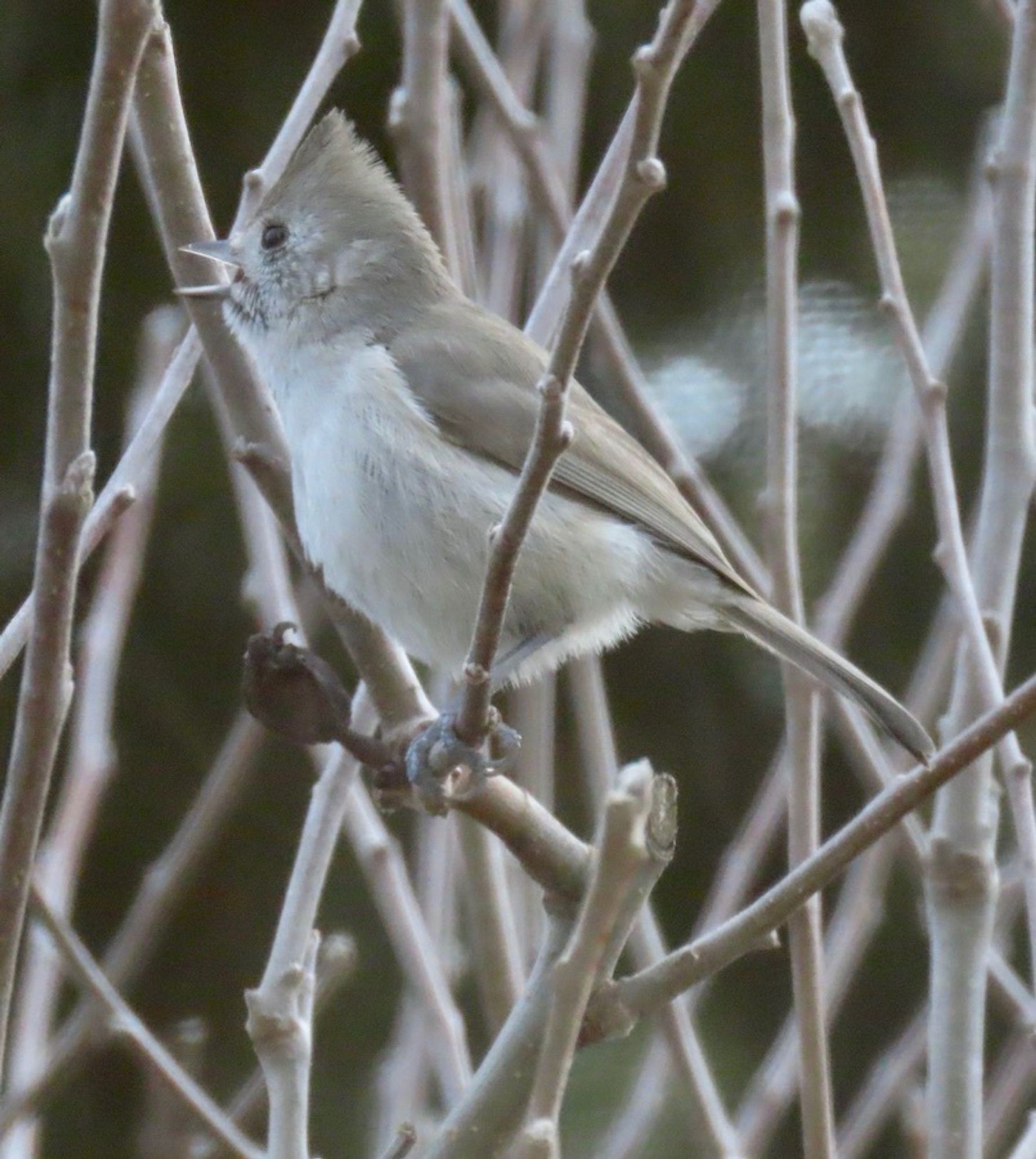 Close-up of small gray bird with pointed head crest, calling while perched on and among leafless branches.