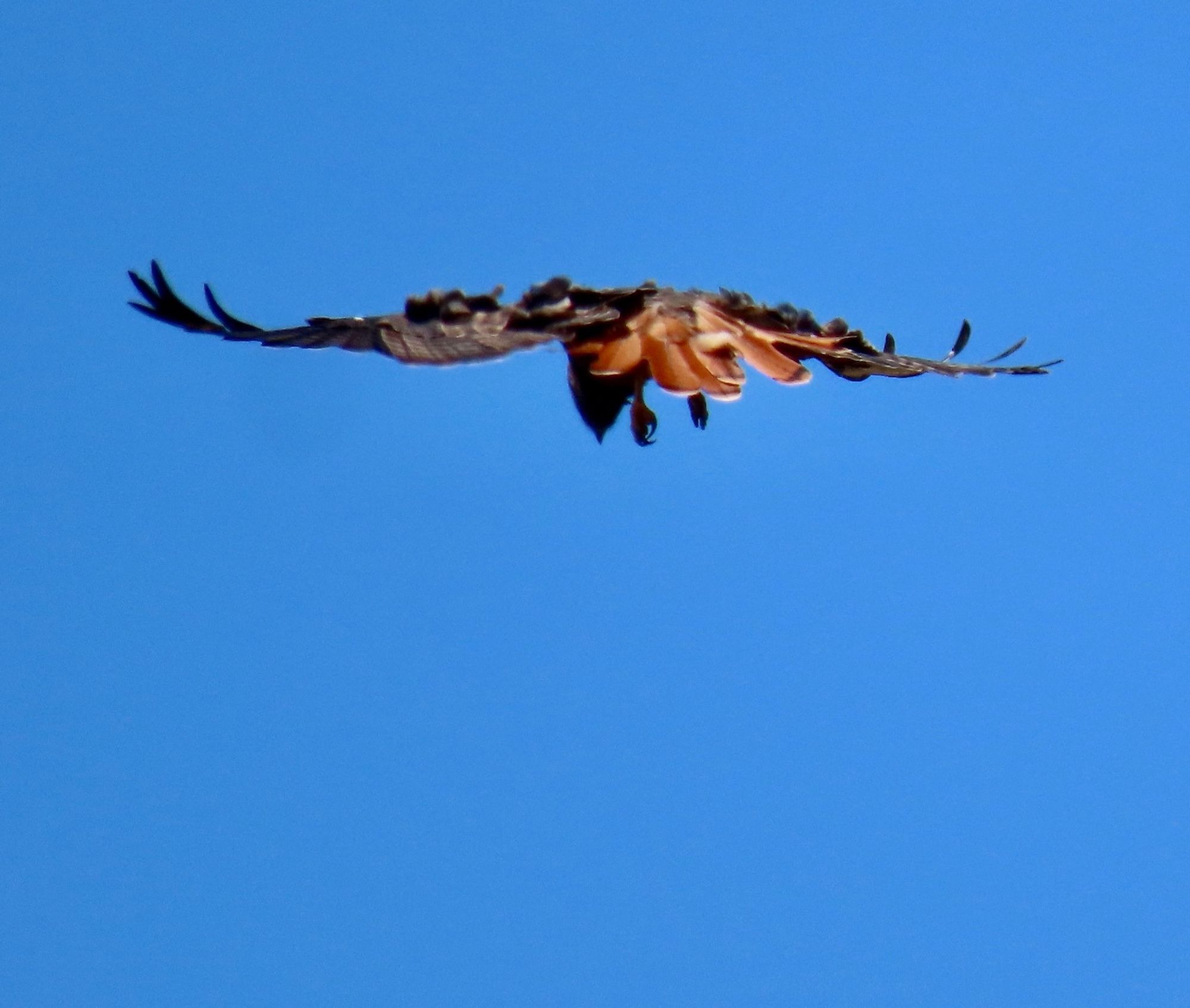 Same hawk showing red tail and curved wing tips as they look down.