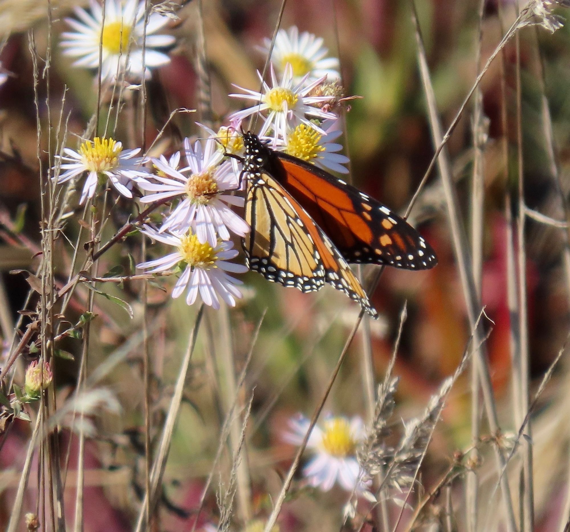 Large orange, black and white butterfly nectaring on pink with yellow daisy-like flowers.