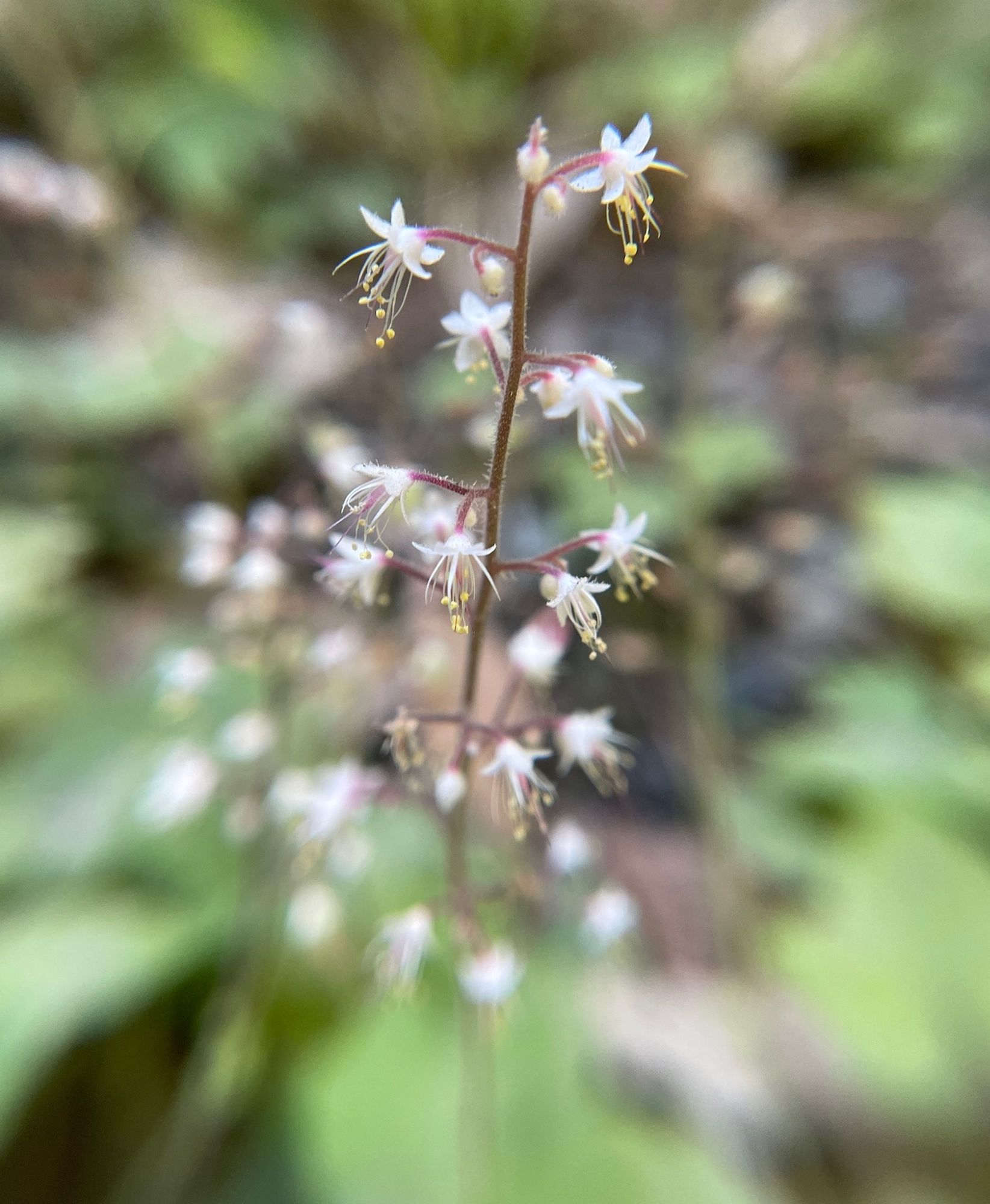 Macro of spike of tiny white dangling star-shaped flowers with blurred green foliage and more spikes in background.