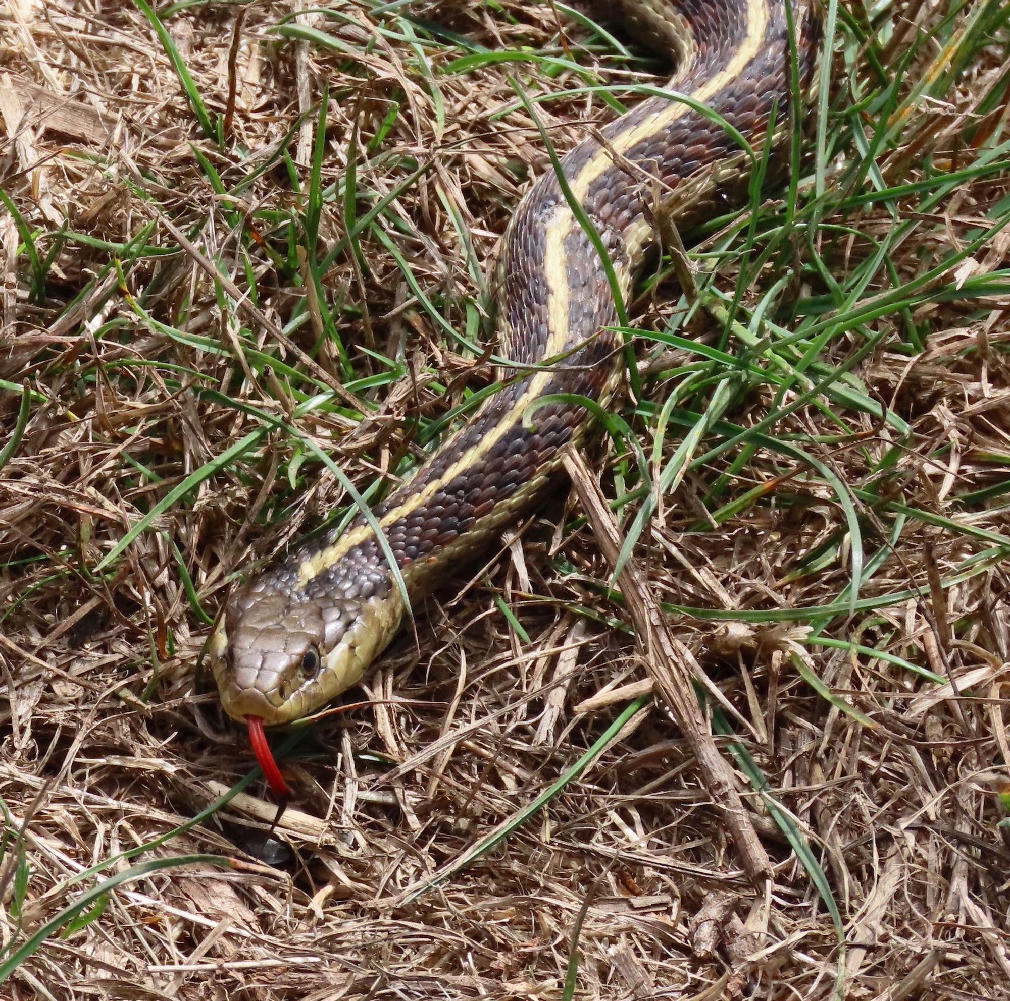 Close-up of Coast Garter Snake with its red tongue out.