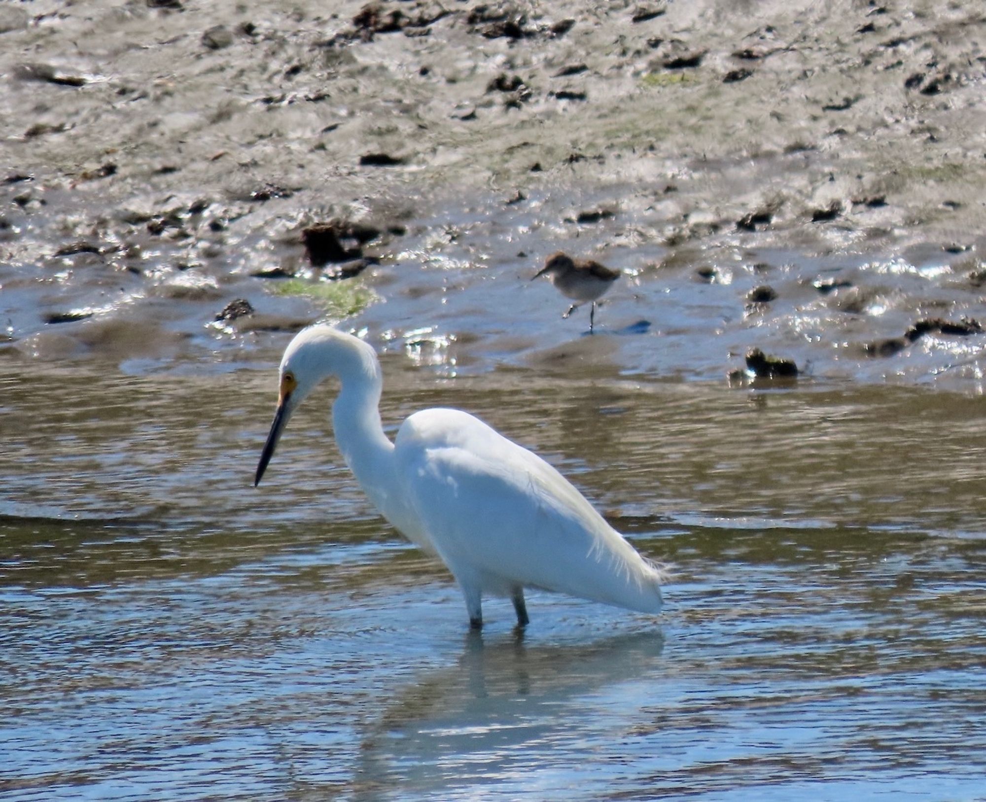 Egret continues fishing in water while sandpiper stays close at water's edge nearby.