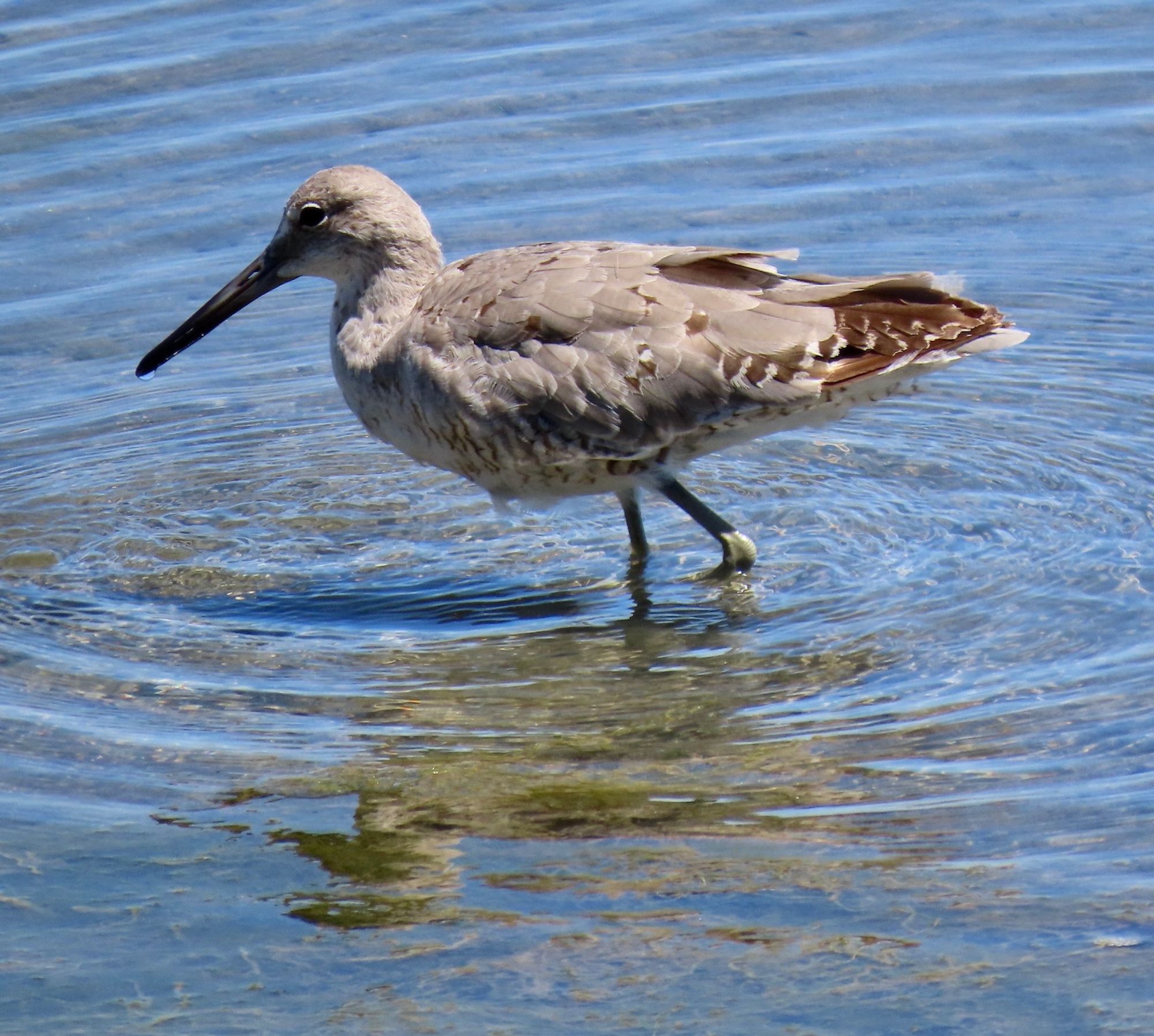 Close-up of mostly gray shorebird with black beak wading in calm bay. Willet is the species.