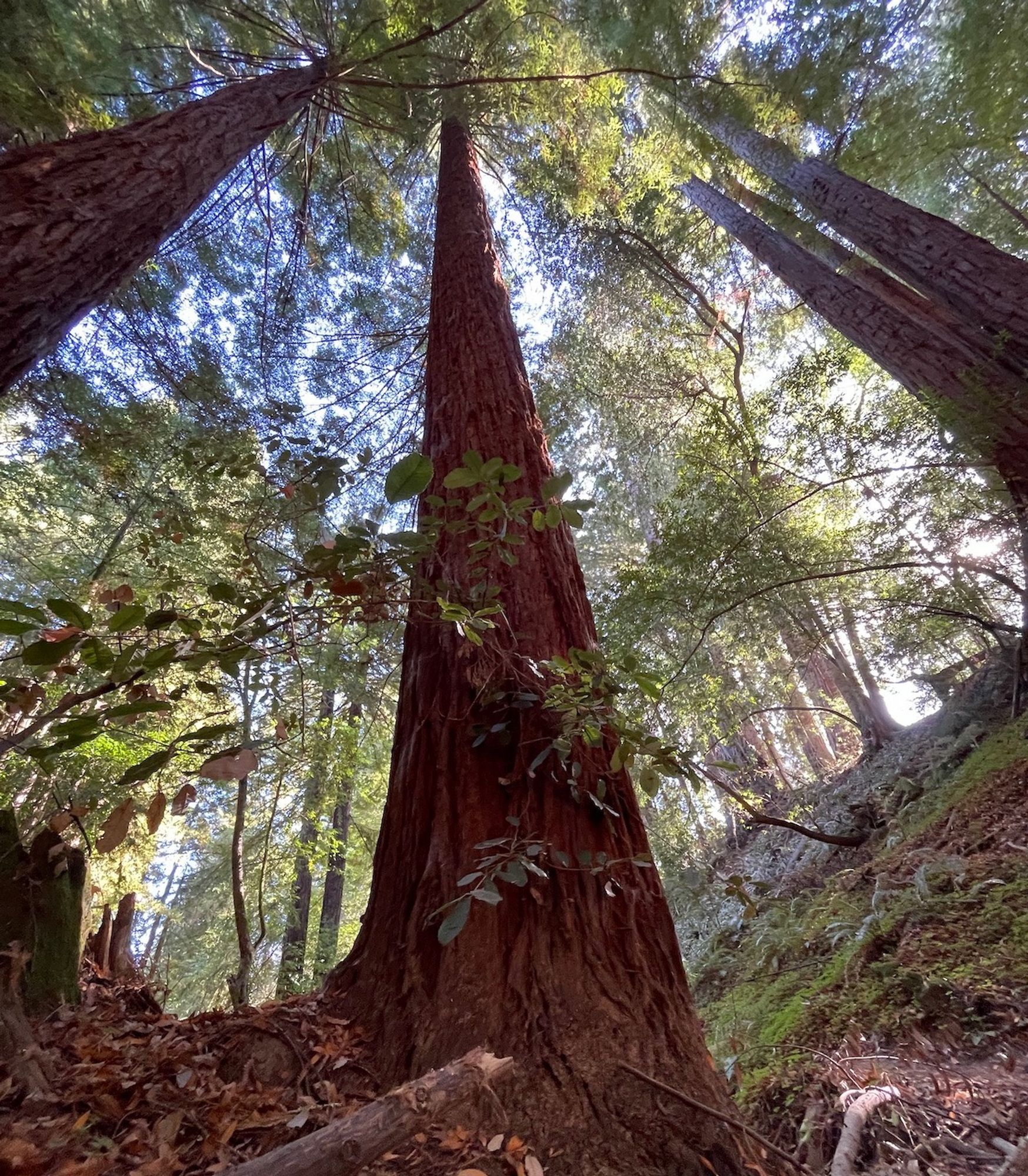 Wide-angle shot with some Redwood trees on and next to a hillside of ferns and more trees.