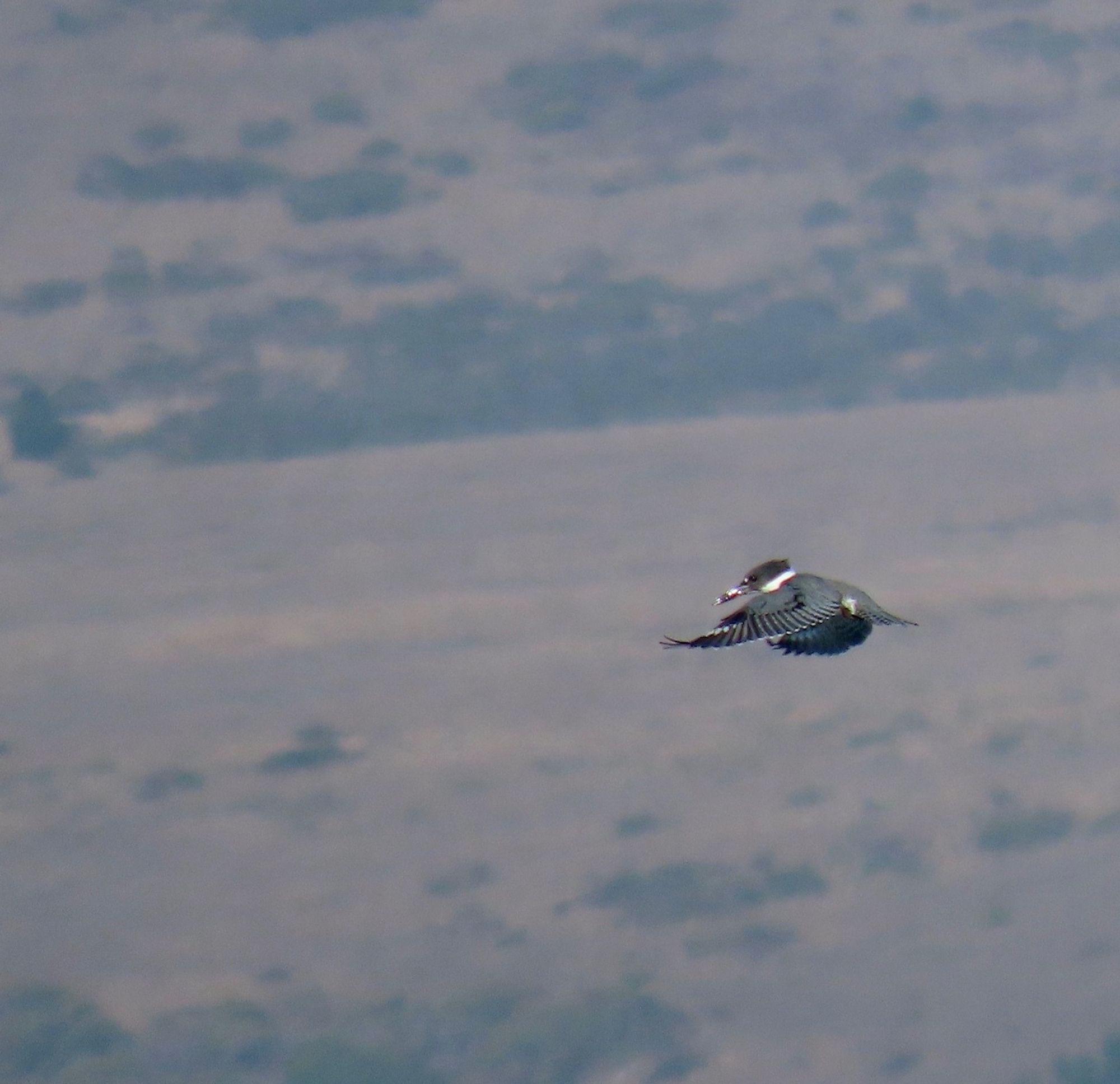 Distant kingfisher flying in front of blurry browned coastal scrub hills.