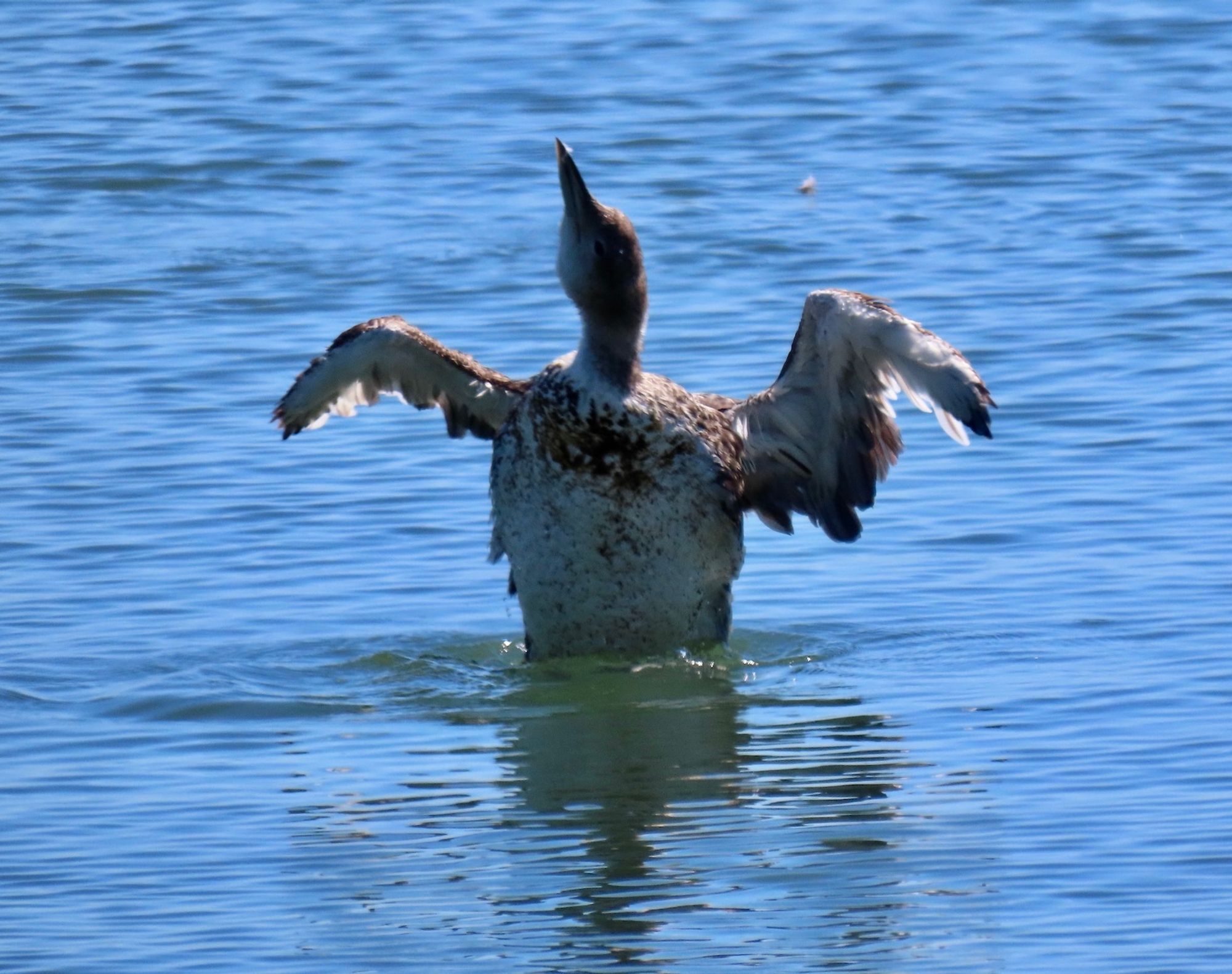 Close-up of upright female loon with off-white and speckled brown belly, shaking off her wings with head in the air and small feather floating away. She is also in the calm blue bay water.