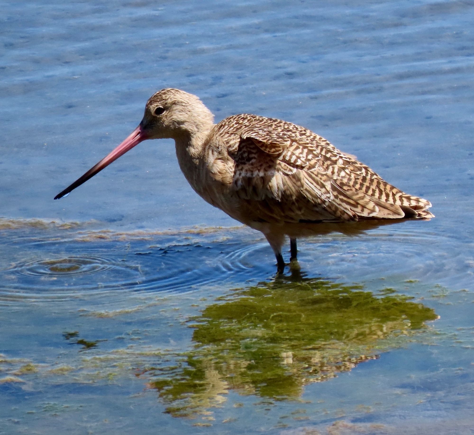 Close-up of mottled brown shorebird with long red and black beak, standing in shallow bay. This is a Marbled Godwit.