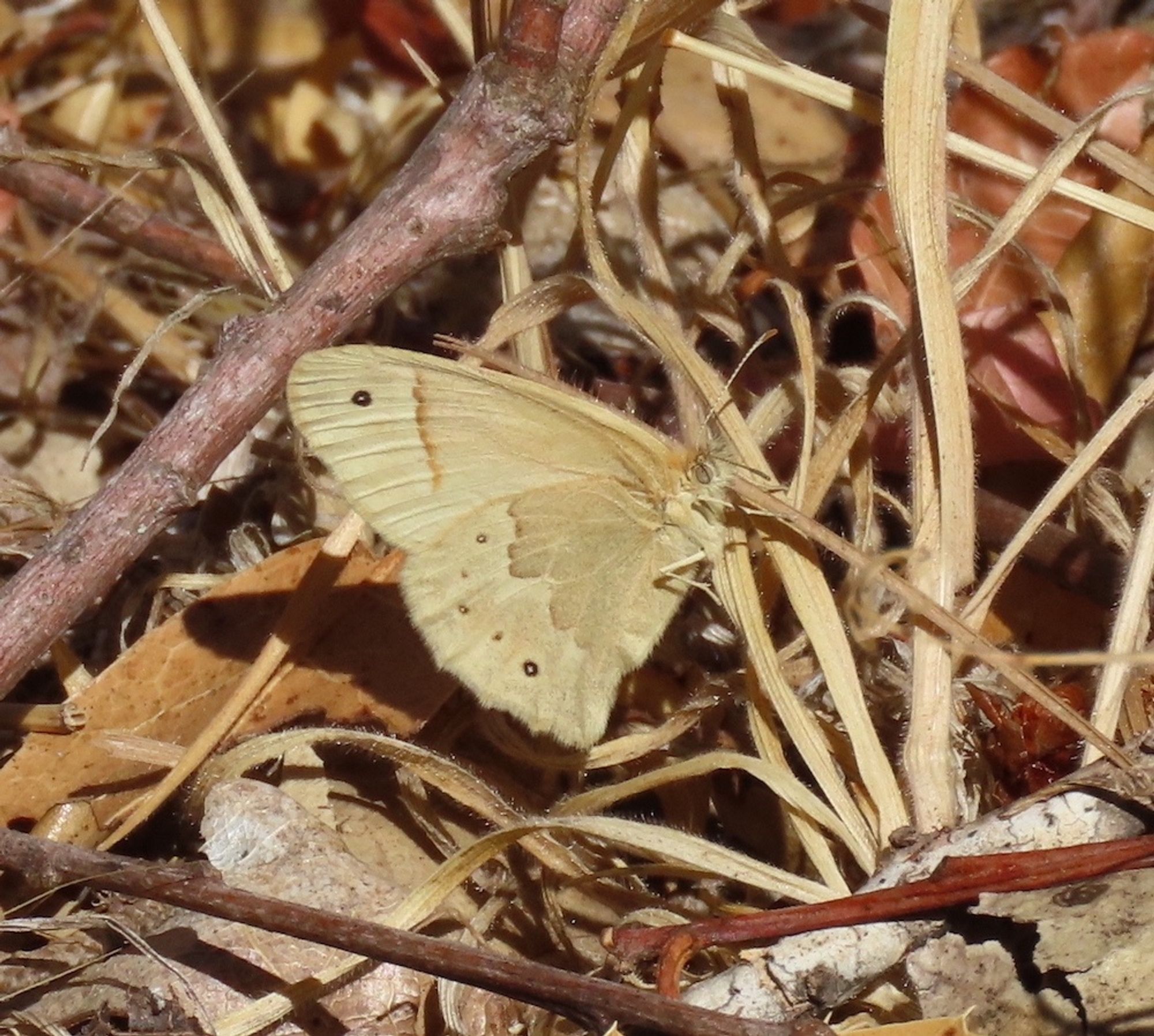 Close-up of tan California Ringlet butterfly perched on dry grass.