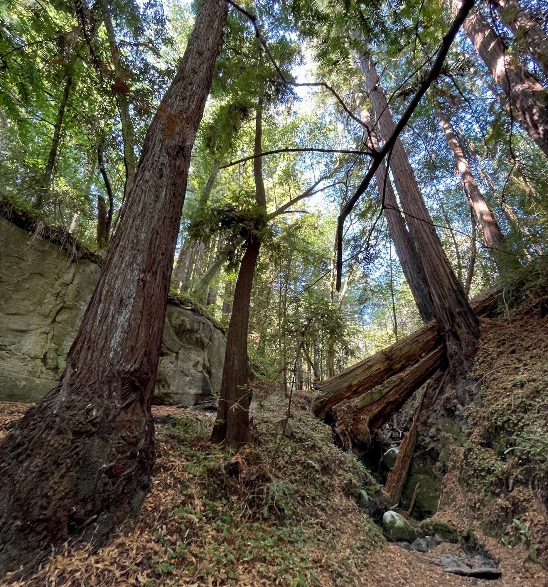 Wide-angle view of scattered tall Redwoods with one large Redwood down across a creek gully.