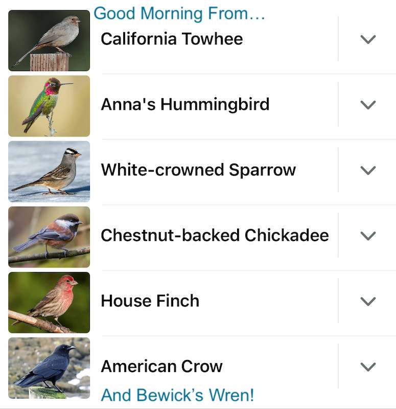 Merlin app list of bird songs it detected this morning. California Towhee, Anna's Hummingbird, White-crowned Sparrow, Chestnut-backed Chickadee, House Finch, American Crow, and Bewick's Wren.