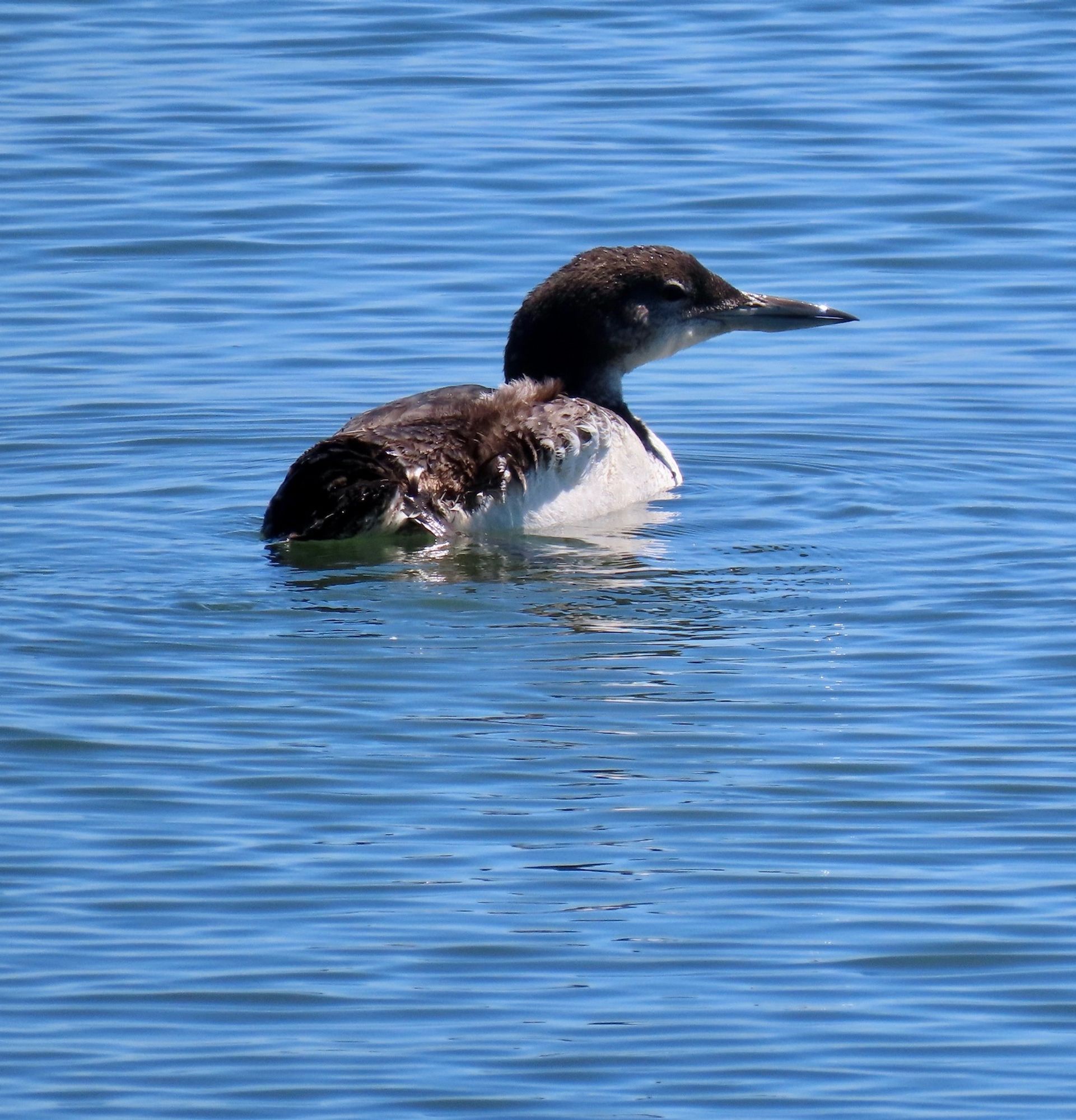 Close-up of black male loon with white belly and black beak, floating in calm blue bay water.