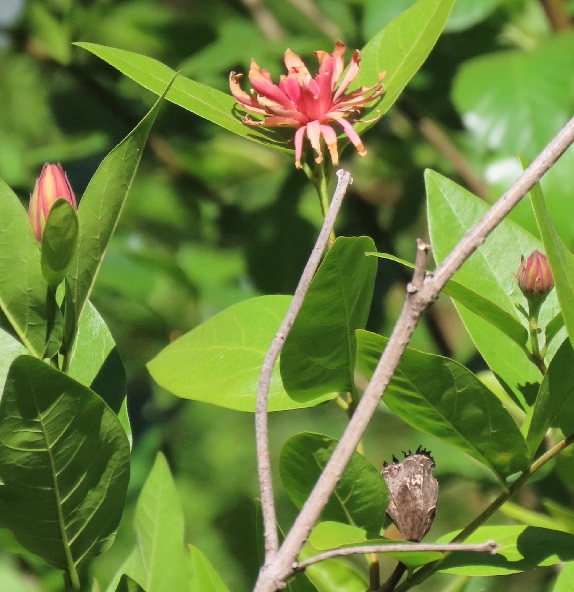 Wider view of woody bush with fading pink bloom at top, two buds on either side, and dry seed pod near bottom. Shiny green leaves all around them with more blurred green leaves behind.