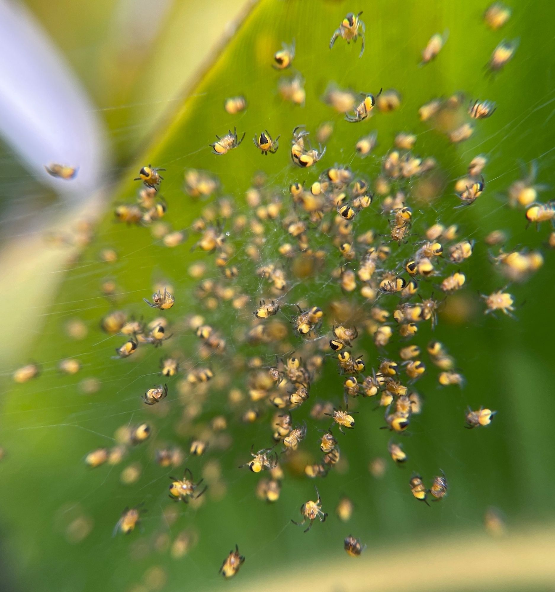 Macro image of numerous pinhead-sized yellow with black spiders clinging to webbing, in front of blurry green leaf.