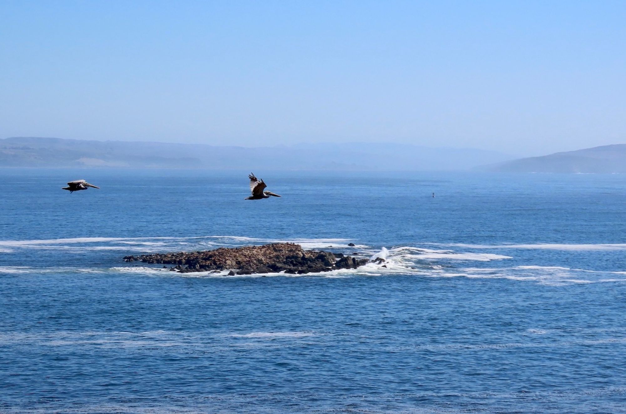 Long view of two pelicans flying in front of small island full of sea lions, in middle of ocean with distant foggy land beyond.