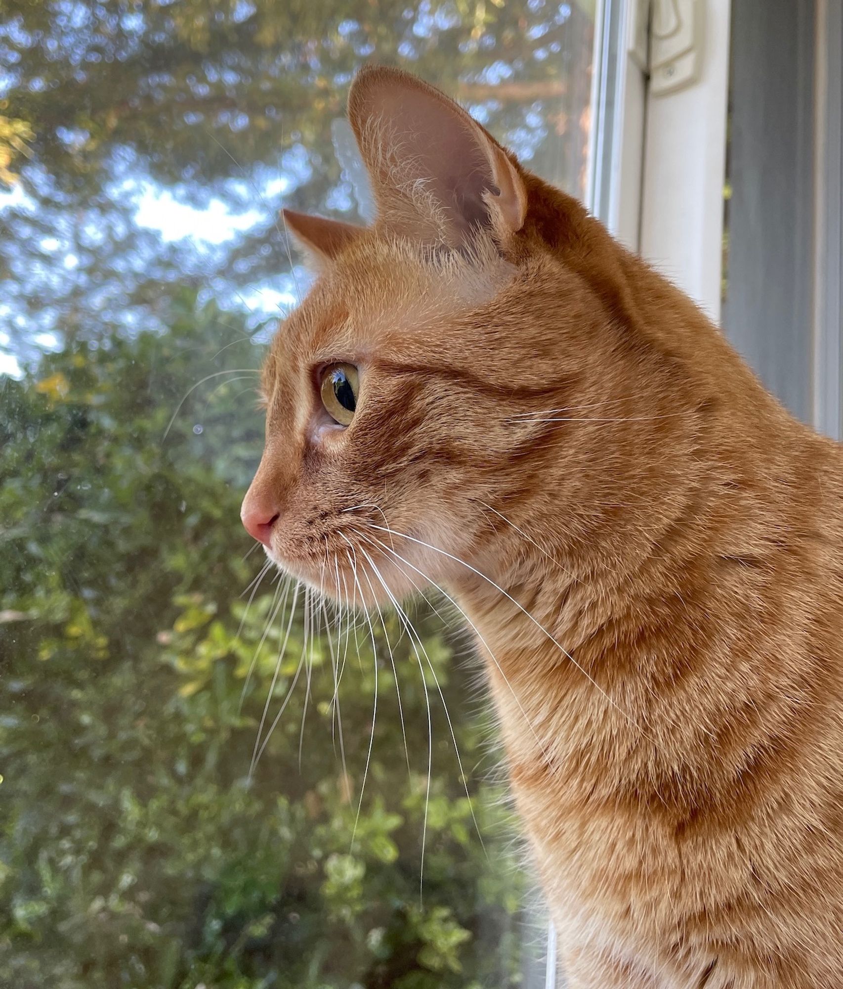 Leo as a young adult sits in the window watching birds.