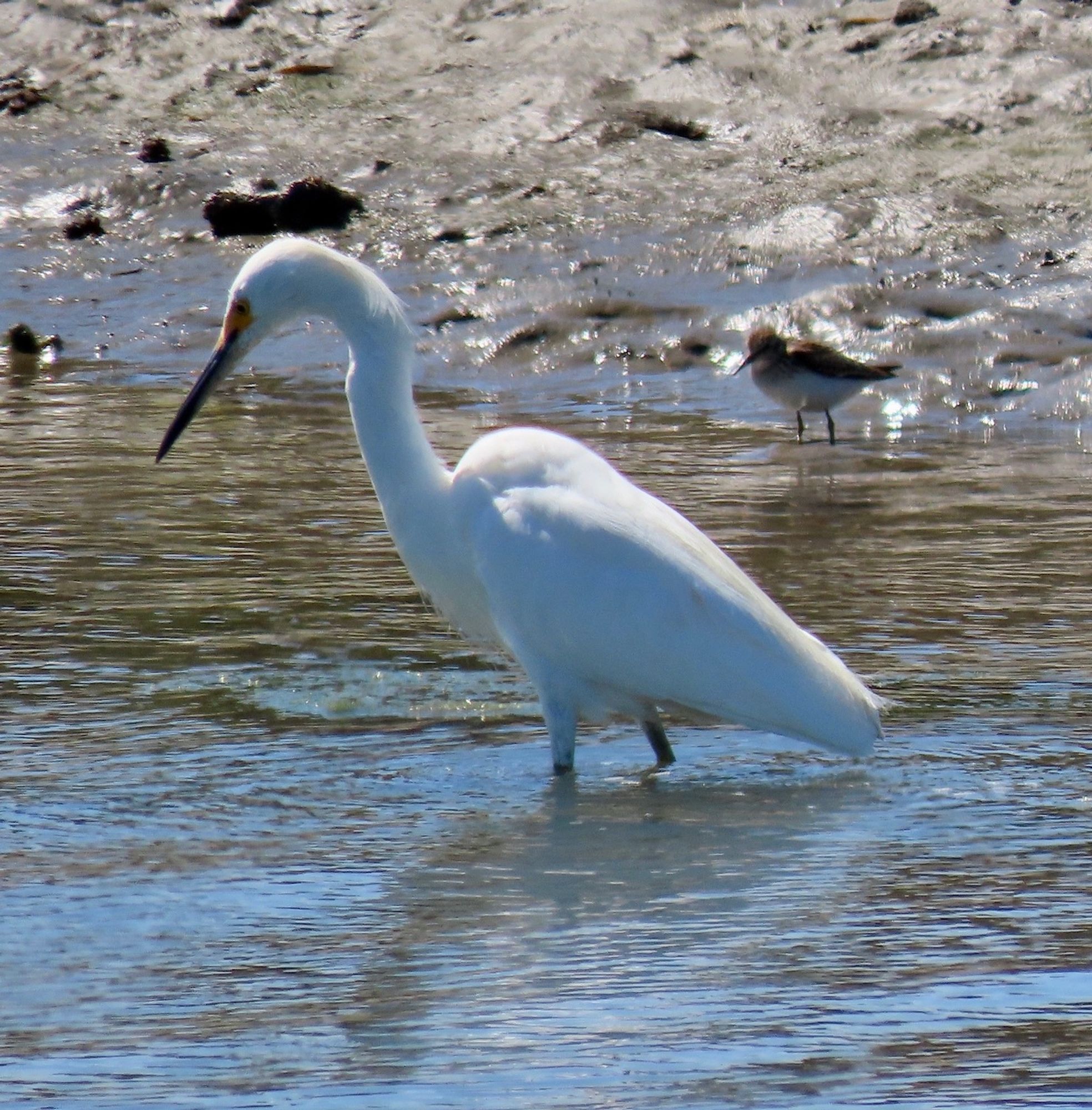 Same scene with both birds, but sandpiper begins wading too, getting a little closer to egret.