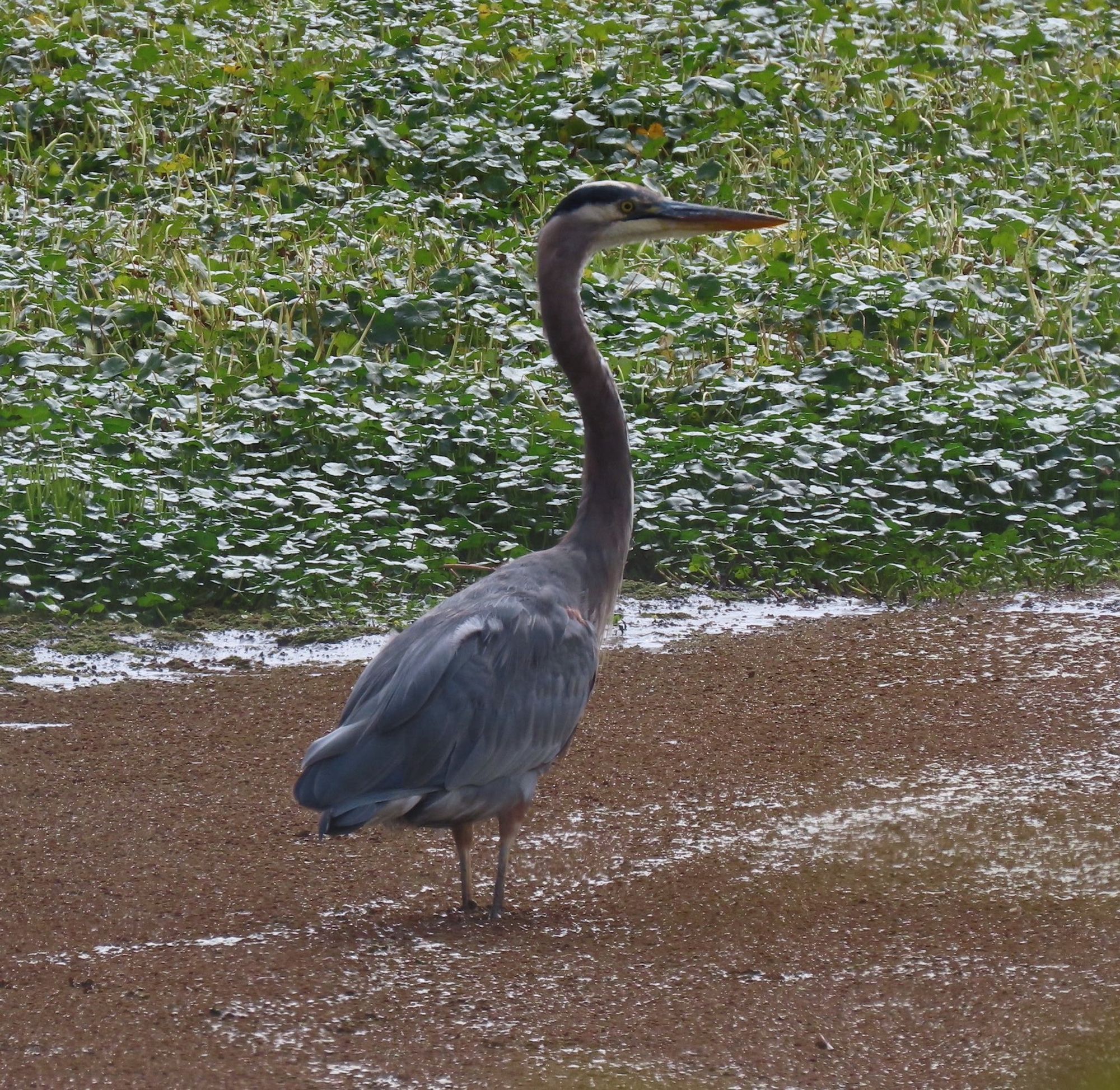 Great Blue Heron standing near edge of pond fishing.