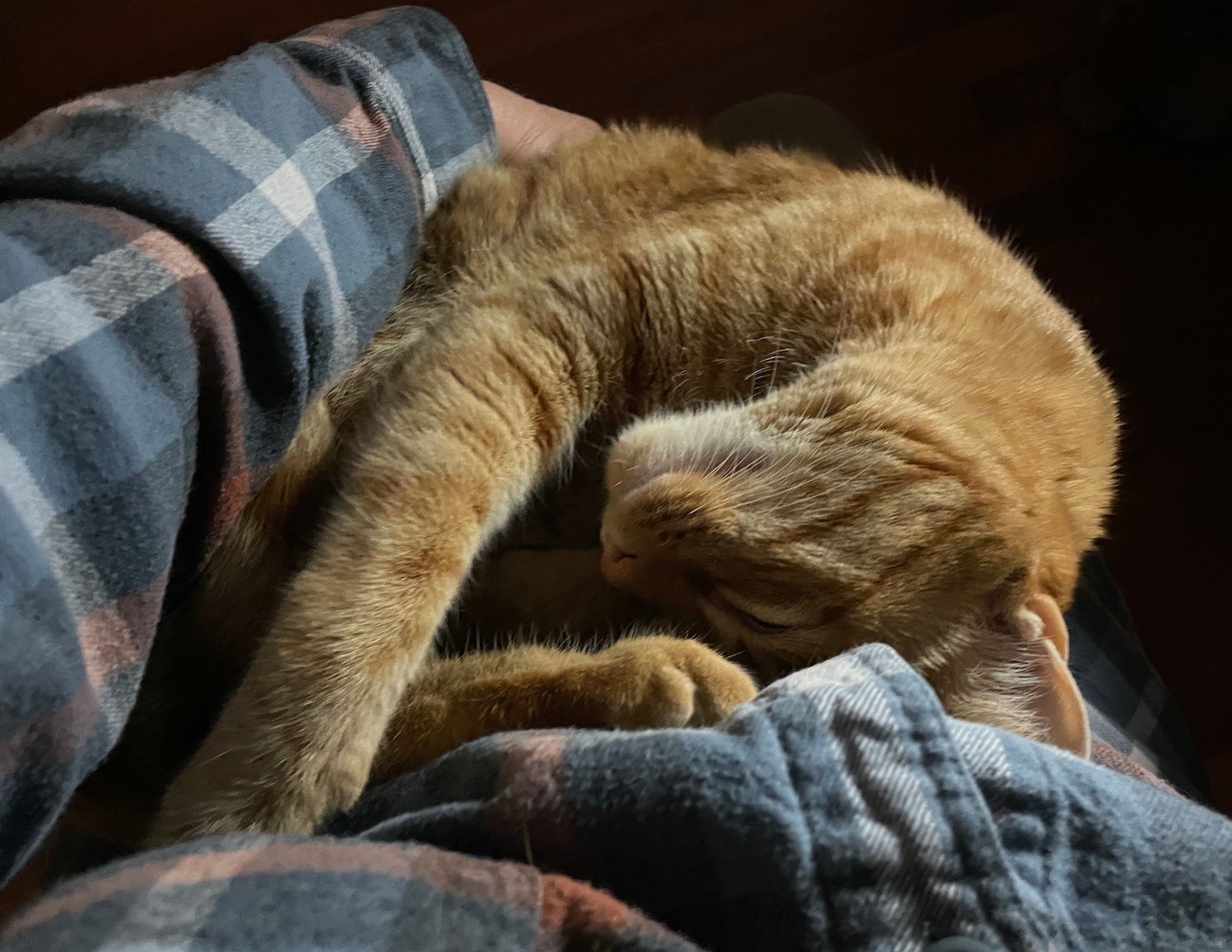 Leo curled up and sleeping on my lap.