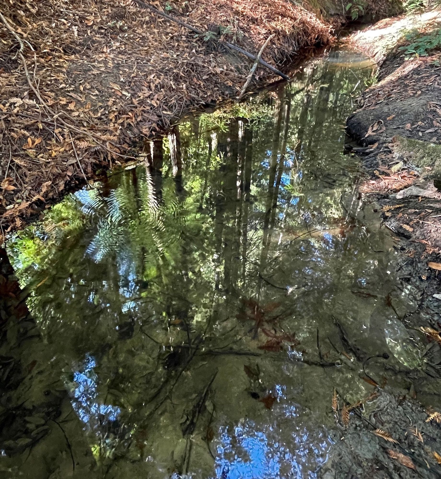 Creek reflecting tall trees and blue sky.