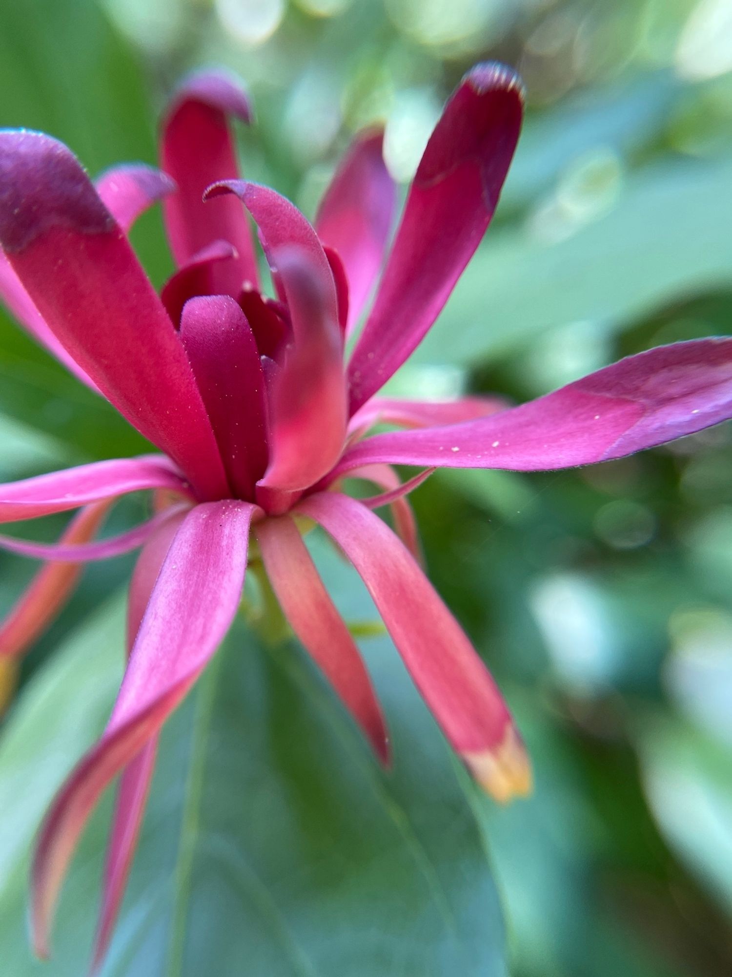 Macro of deep pink showy bloom with green blurred leaves in background.