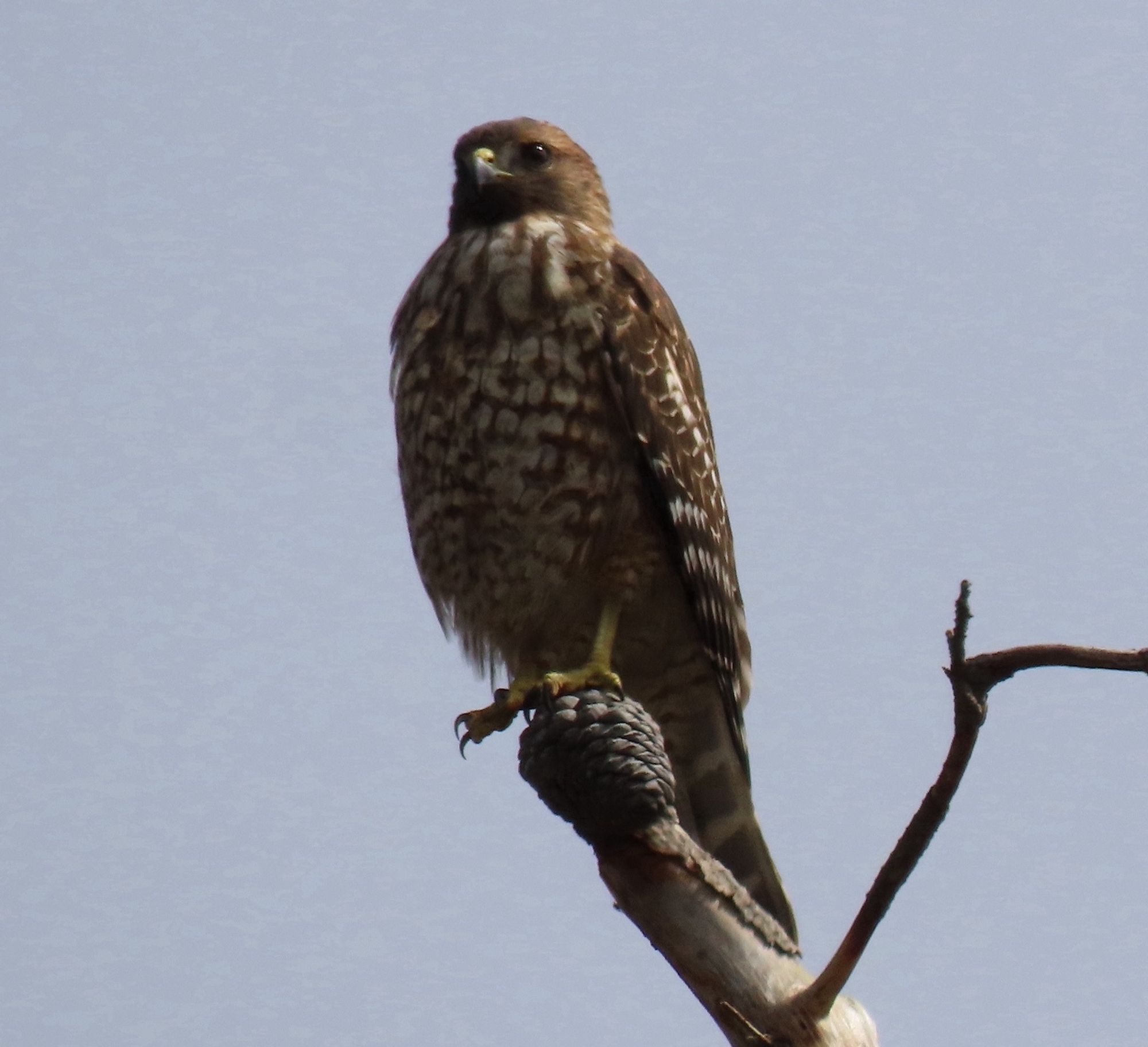 Young Red-shouldered Hawk perched on top of dead tree branch.