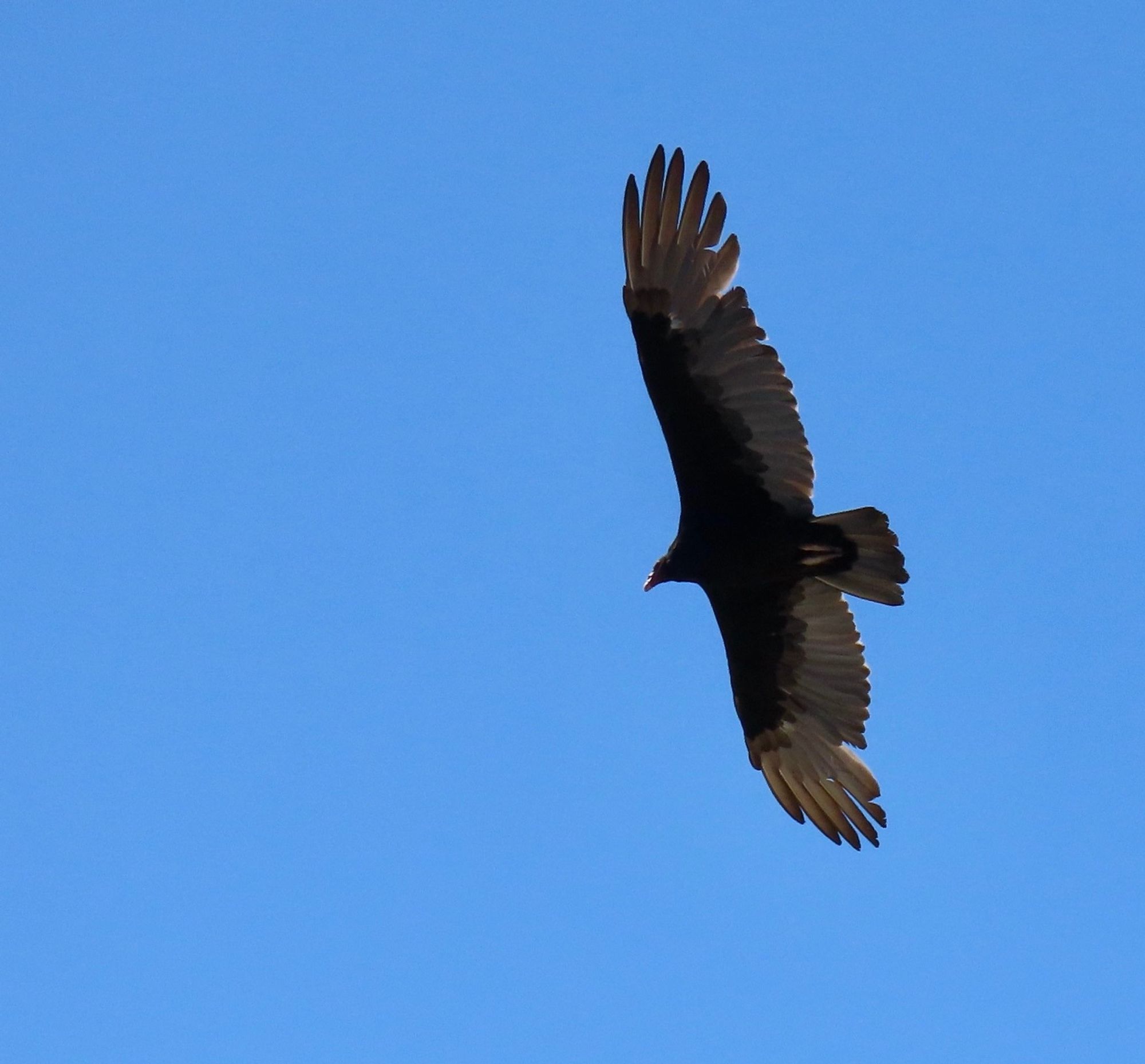 Close-up of large black with white vulture gliding with spread wings overhead, with blue sky behind.