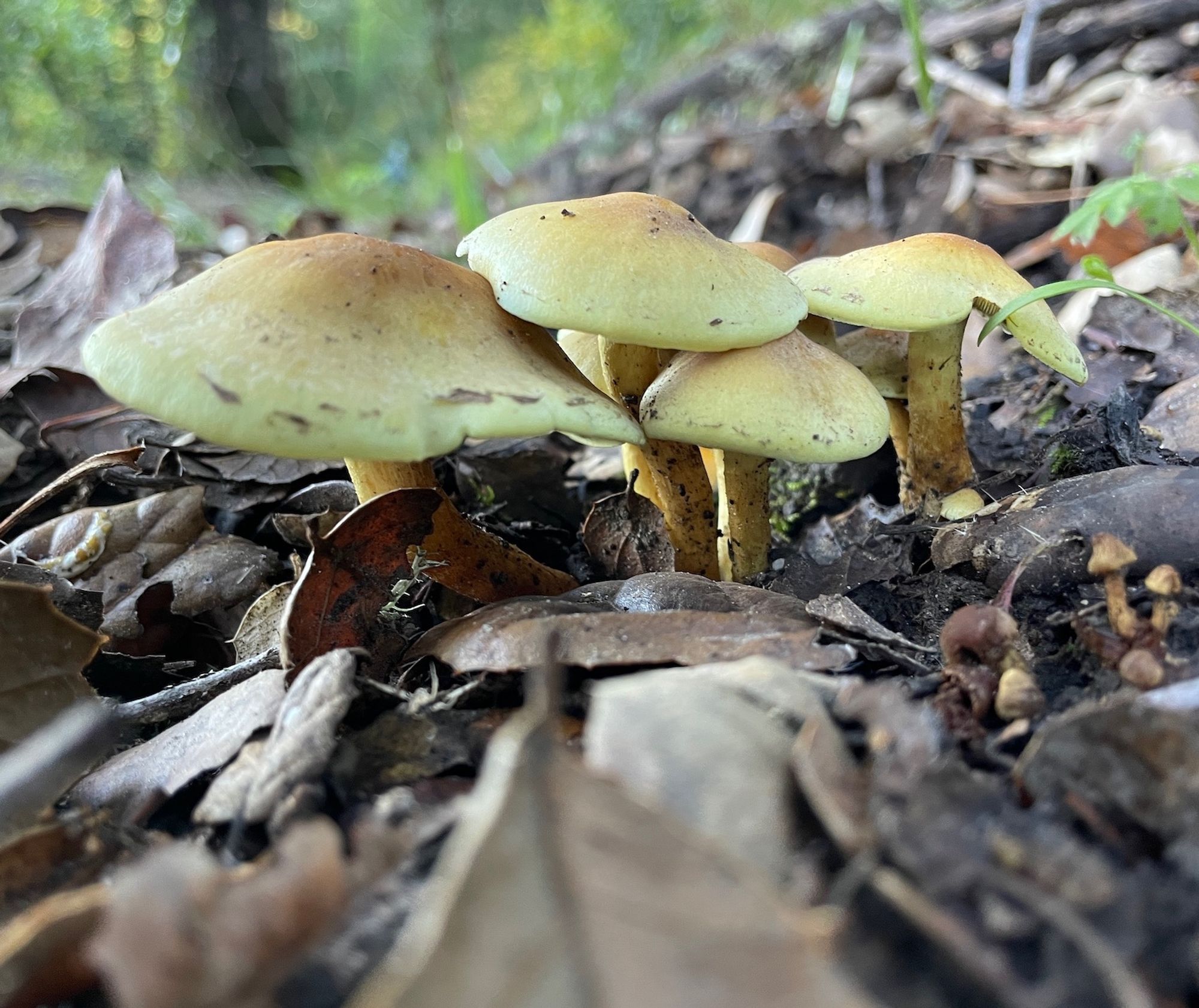 Close-up of cluster of small light to dark yellow mushrooms among oak leaf duff.