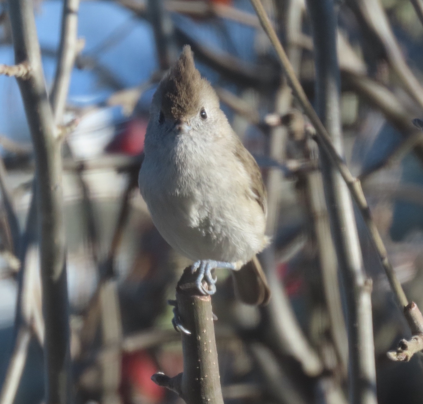 Another close-up of small gray bird with pointed crest on head, looking directly at camera. This one is perched on the end of a small branch, among other branches.