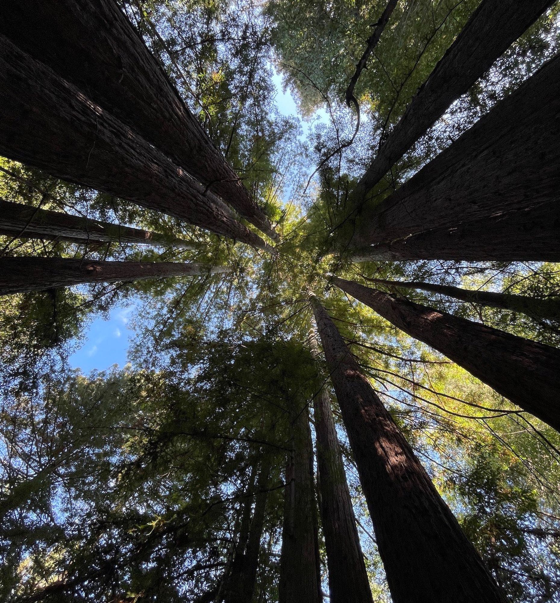 Wide-angle view looking up from inside a circle of tall Redwood trees.