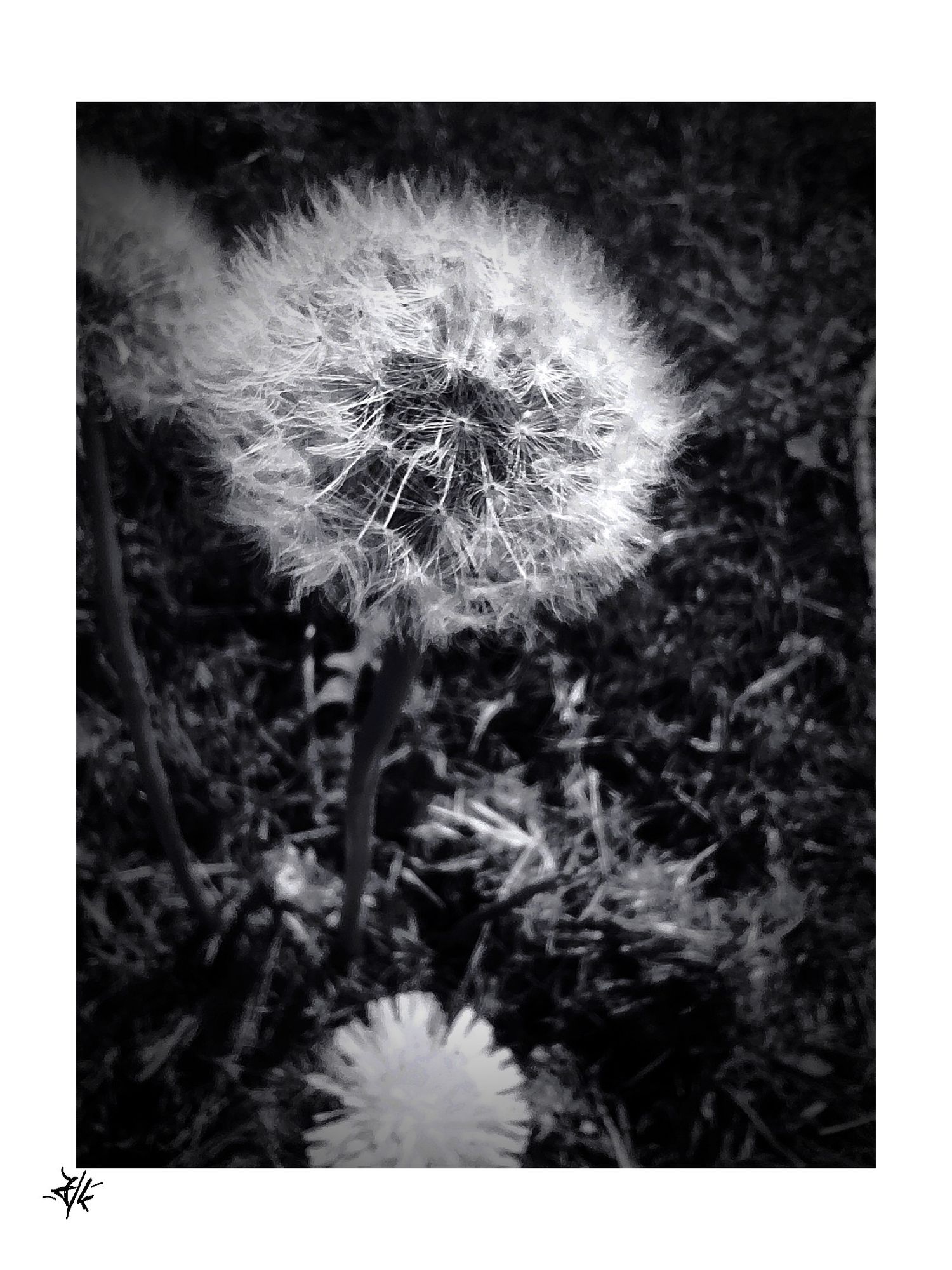 Schwarz-Weiß Foto einer Pusteblume. 