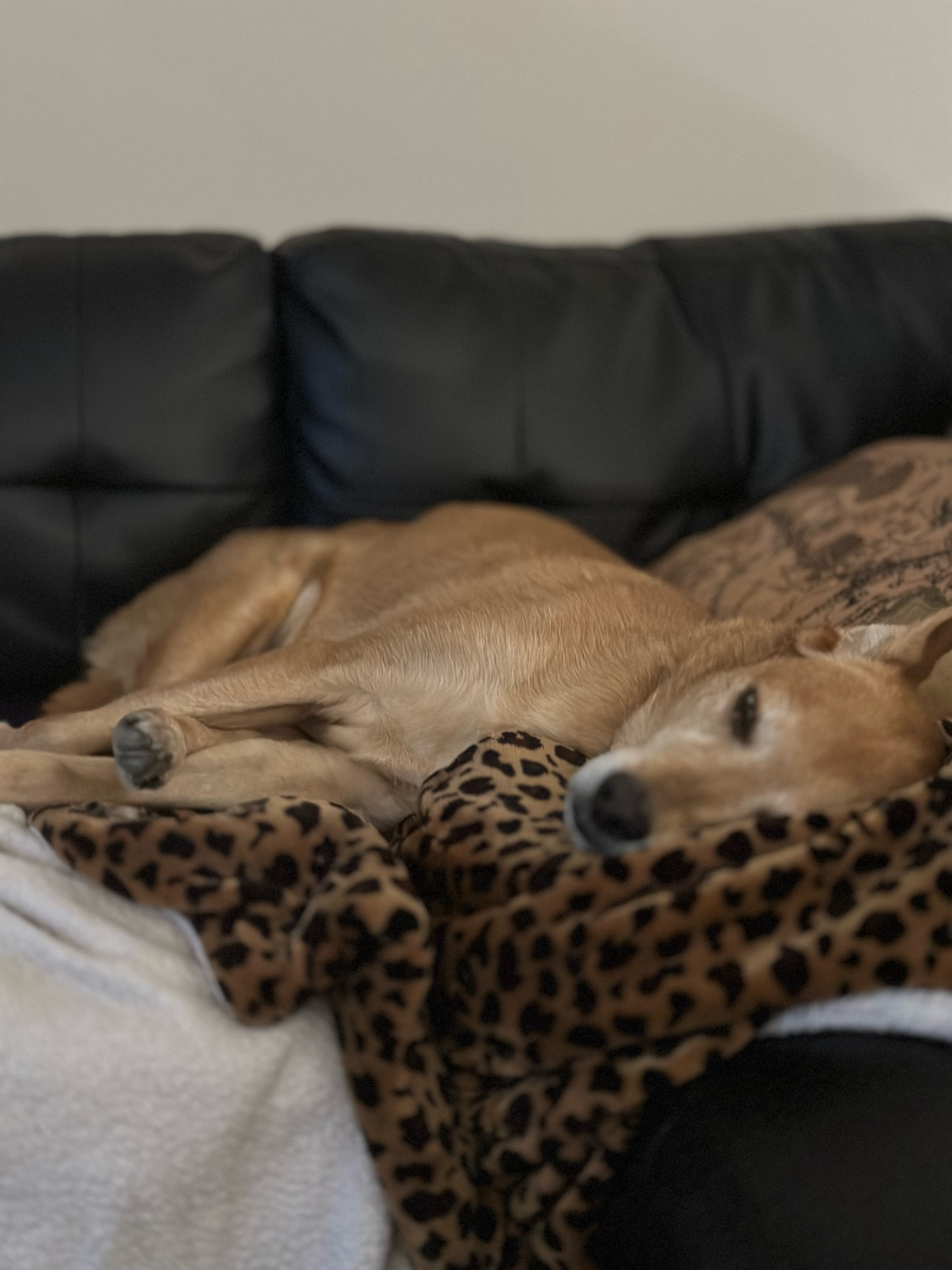 Karma, the princess pup, sleeping on a Leopard print blanket that she co-opted from Heather.