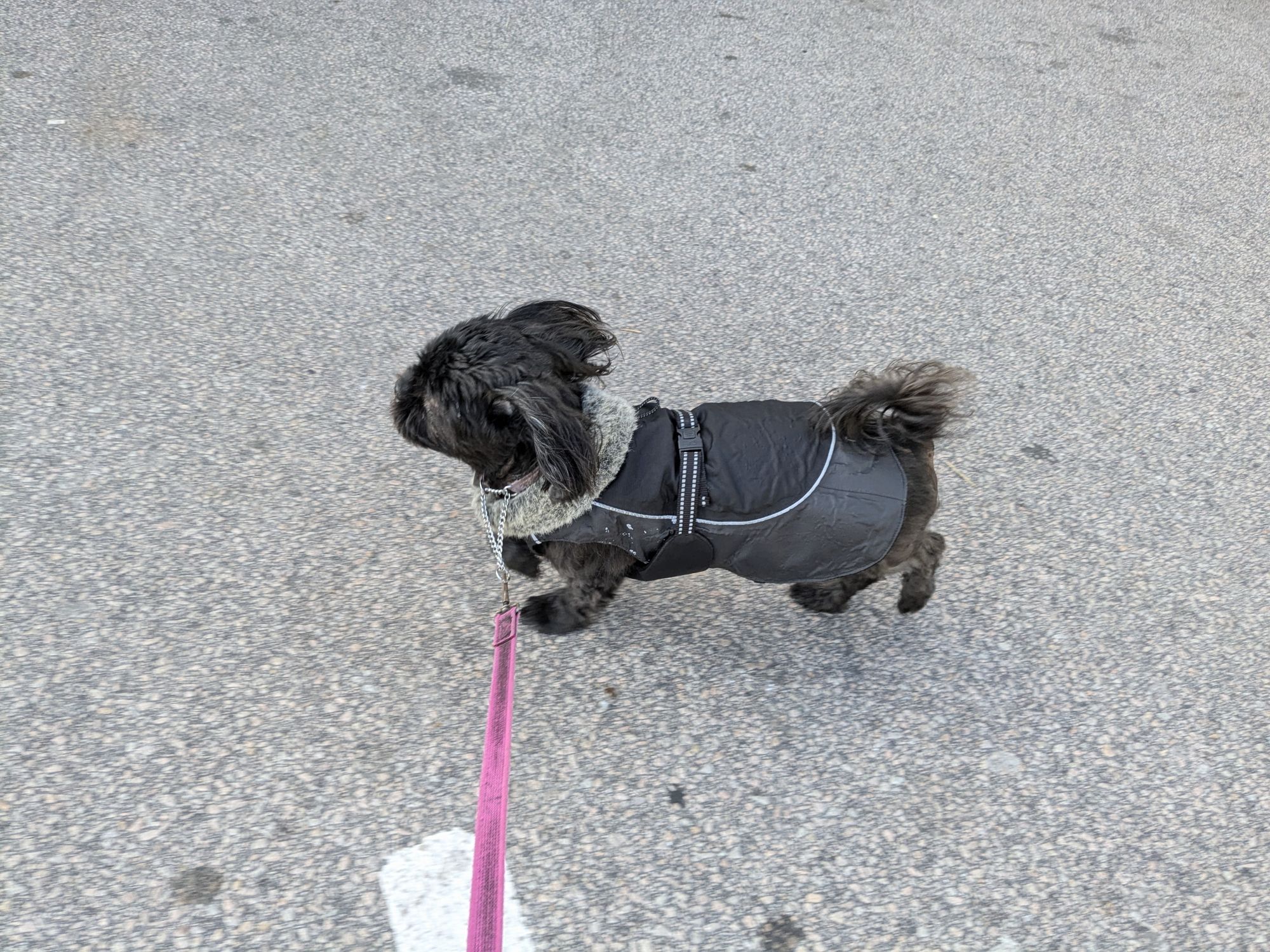 Miso outside wearing her little jacket