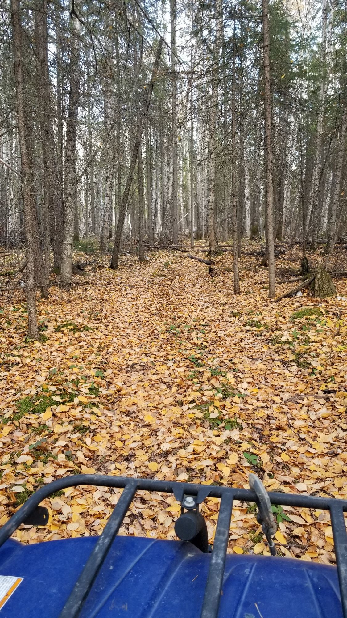 Not a yellow brick road, but golden aspen leaves blanket the ground of the forest trail leaving that impression.